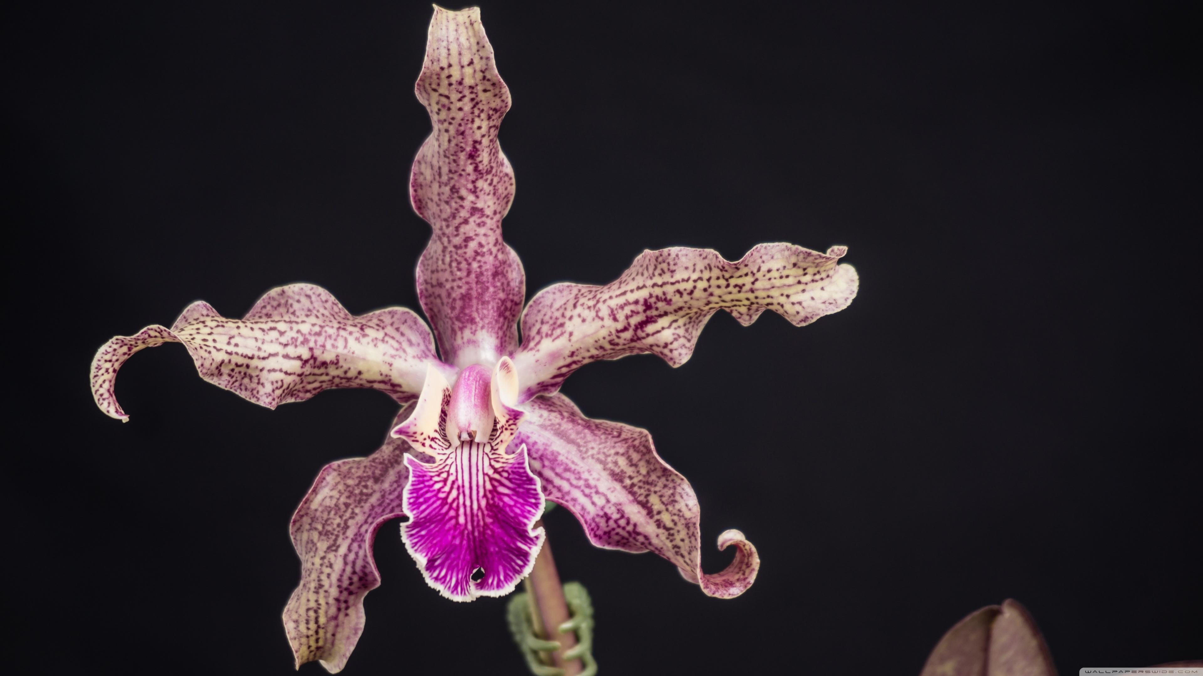 3840x2160 Cattleya Schilleriana x Schomburgkia Lyonsii Orchid Flower Ultra HD Desktop Background Wallpaper for 4K UHD TV : Widescreen & UltraWide Desktop & Laptop : Multi Display, Dual Monitor : Tablet