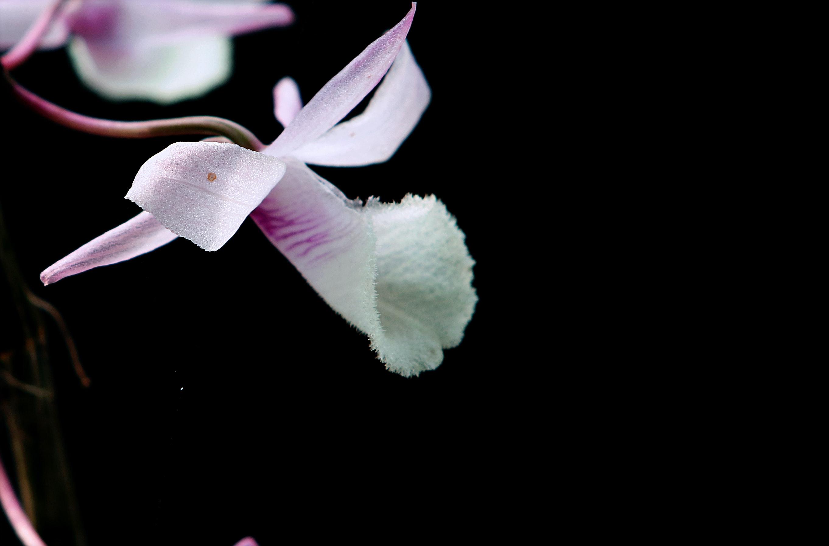 Cattleya Orchid Wallpapers - Top Free Cattleya Orchid Backgrounds