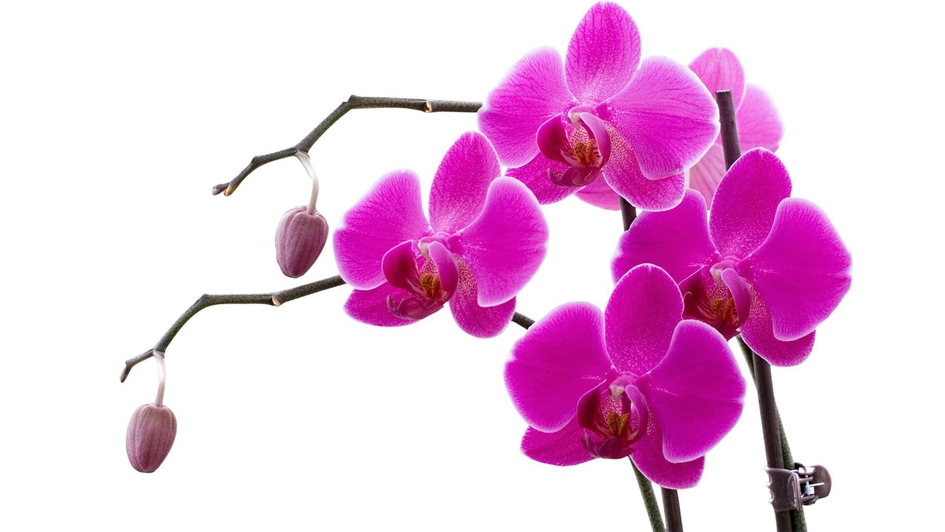 1920x1080 Cattleya Orchid Wallpaper