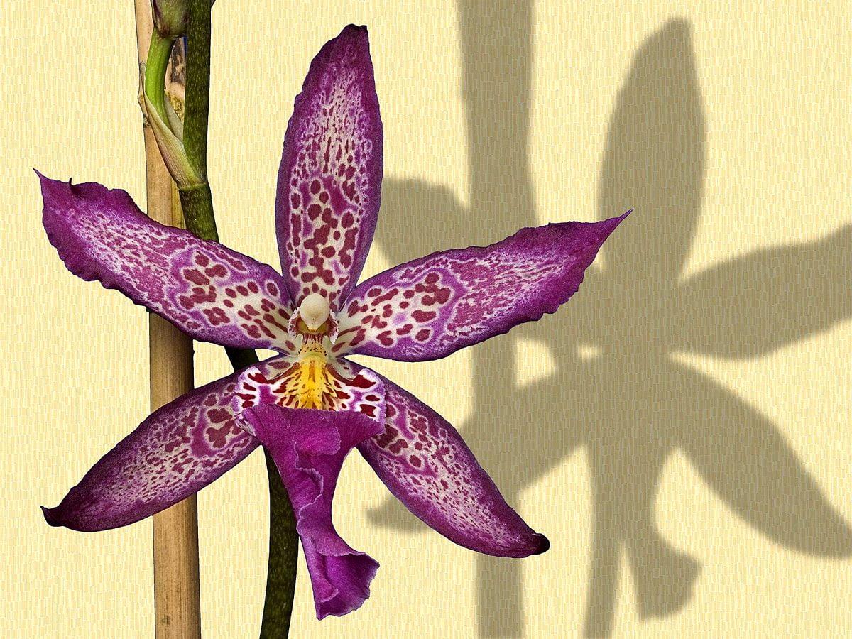 1200x900 Cattleya wallpaper HD. Download Free background
