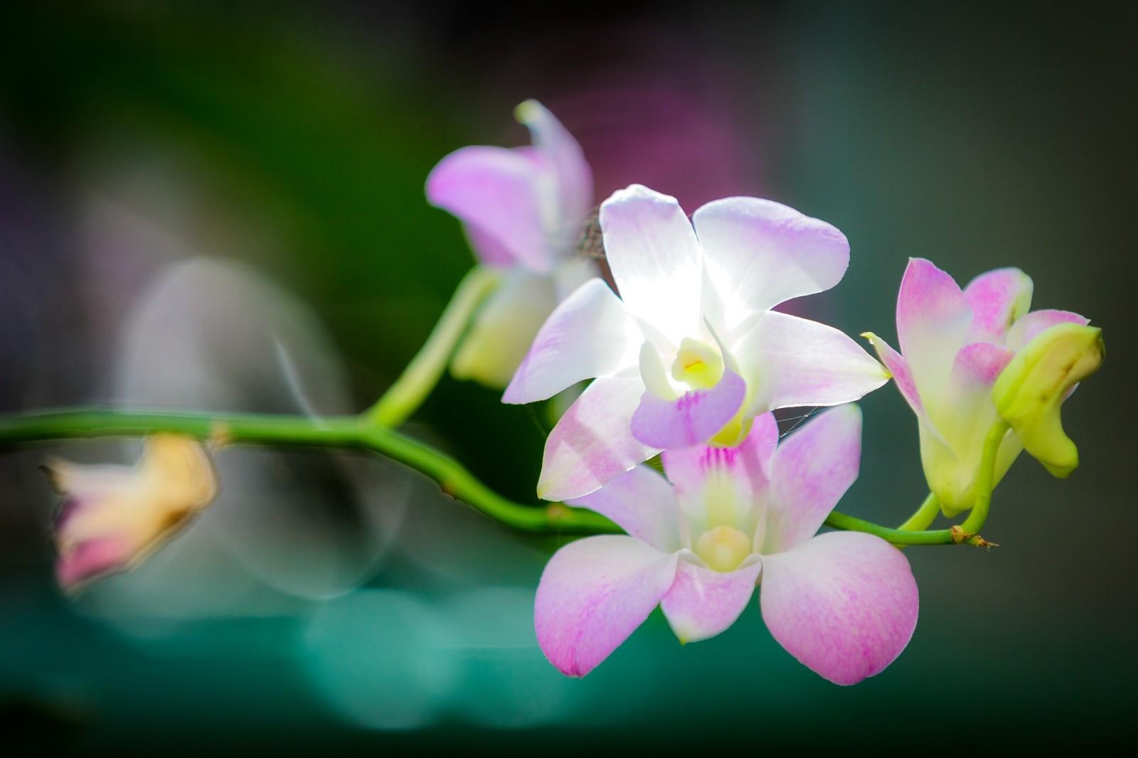 1600x1066 flowers, photography, macro, blossom, pink, Cattleya, flower, plant, orchid, flora, petal, botany, land plant, flowering plant, close up, macro photography, moth orchid, dendrobium, christmas orchid. Mocah HD Wallpaper