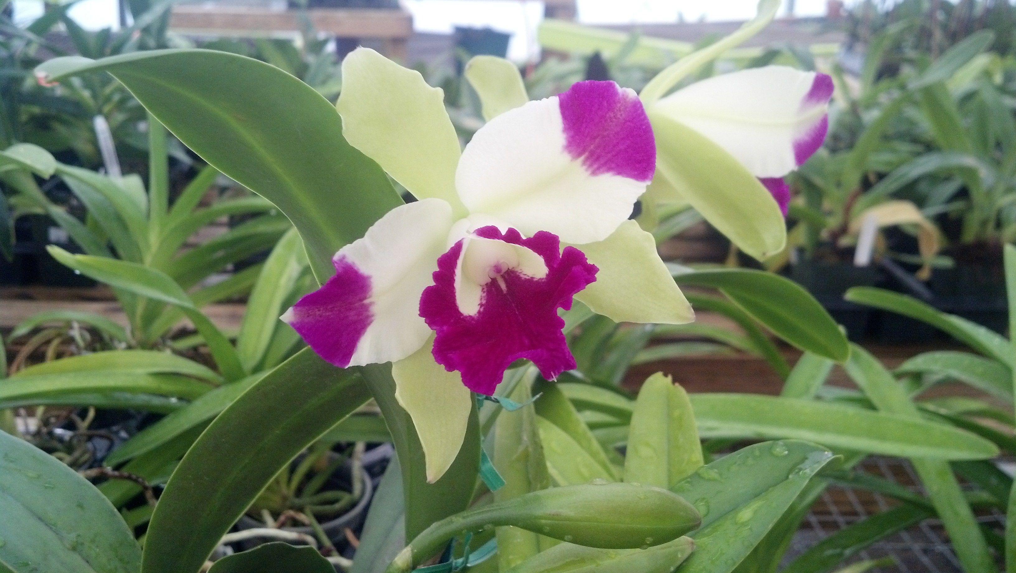 3264x1840 Cattleya Orchids. Cattleya orchid, Orchid flower, Cattleya orchids