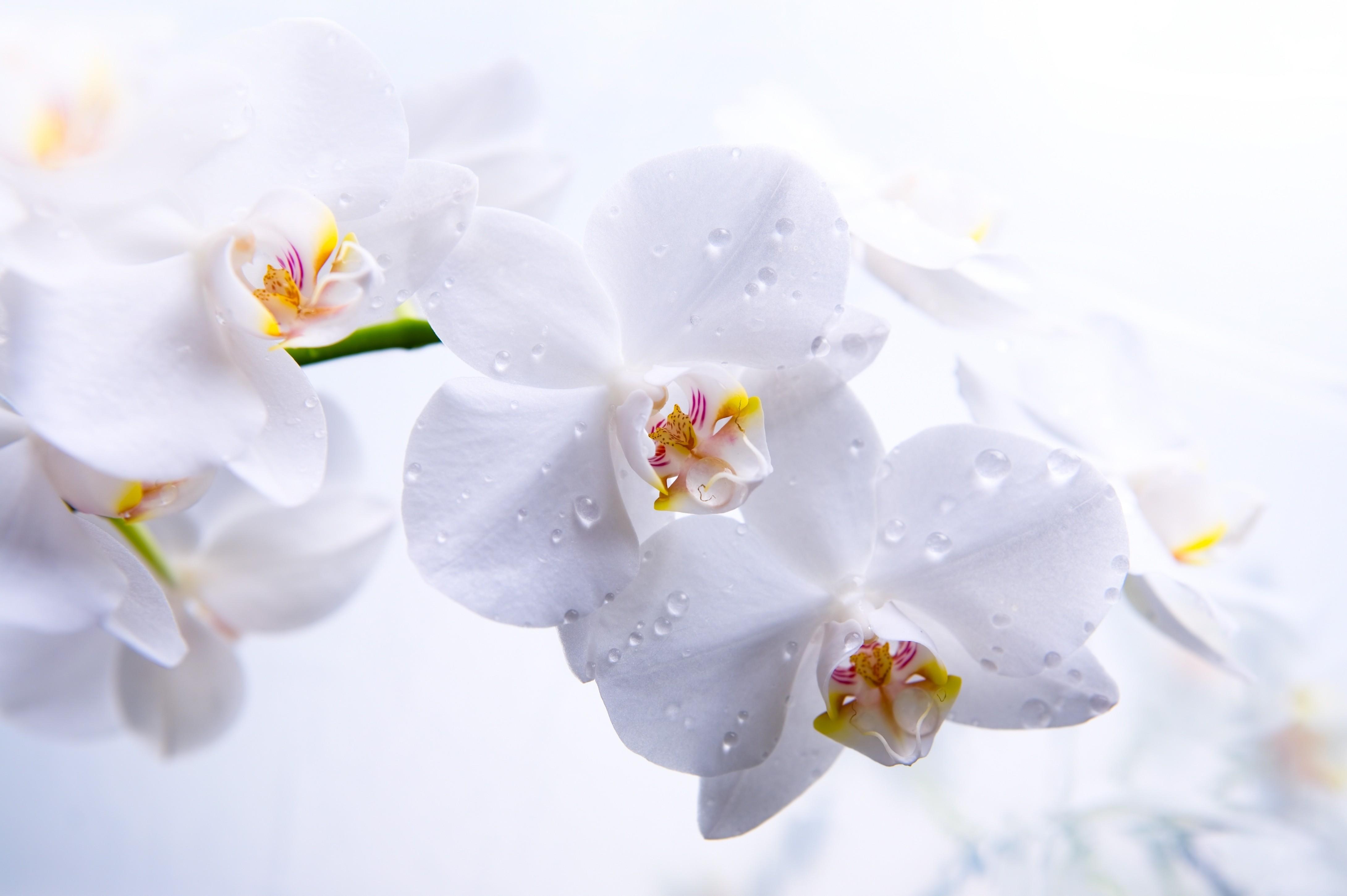4360x2900 #flowers, #Orchid, #macro, #white, k, k wallpaper. Mocah HD Wallpaper