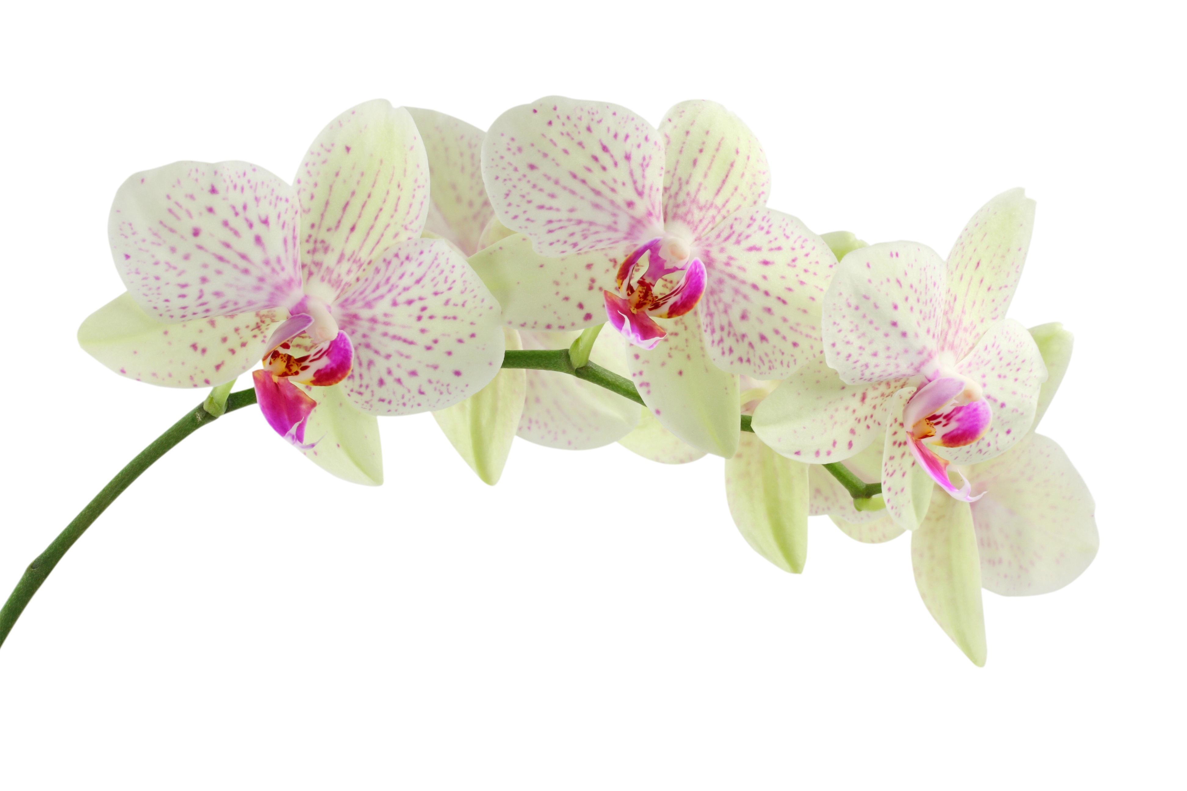 3888x2592 Free Image : white, flower, petal, pink, flowers, flowering plant, cattleya, land plant, moth orchid 3888x2592