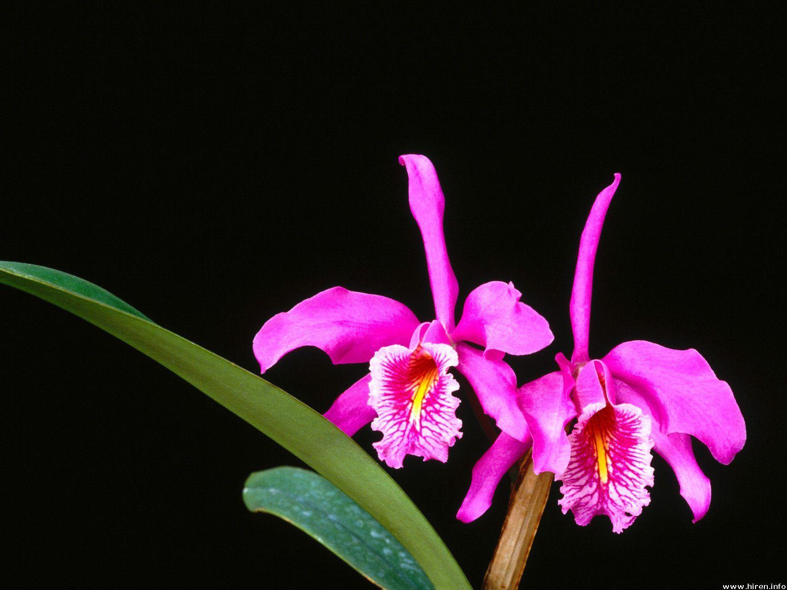 Cattleya Orchid Wallpapers - Top Free Cattleya Orchid Backgrounds