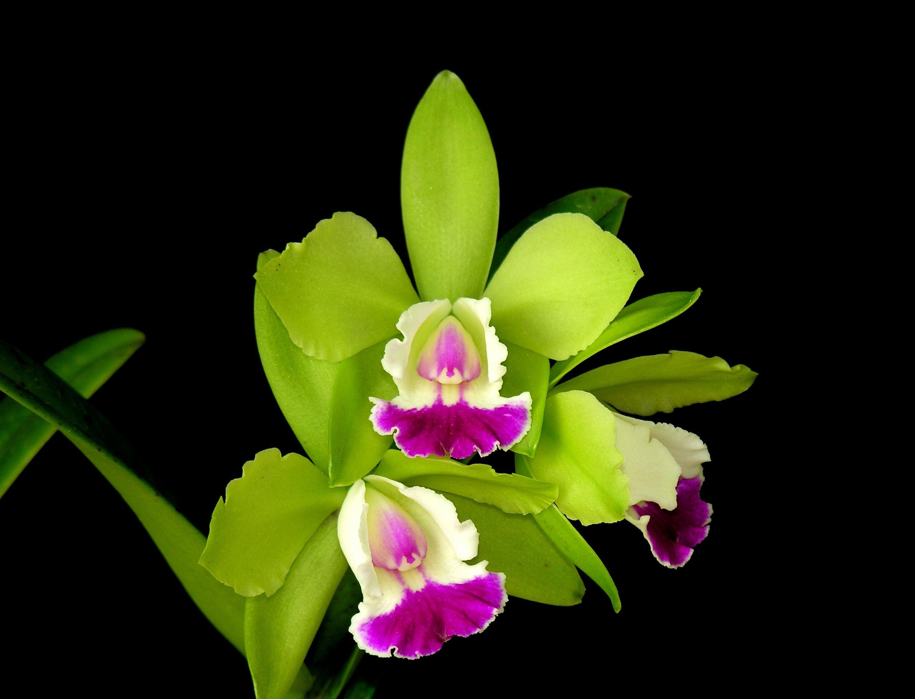 2938x2243 Green Orchid Wallpaper