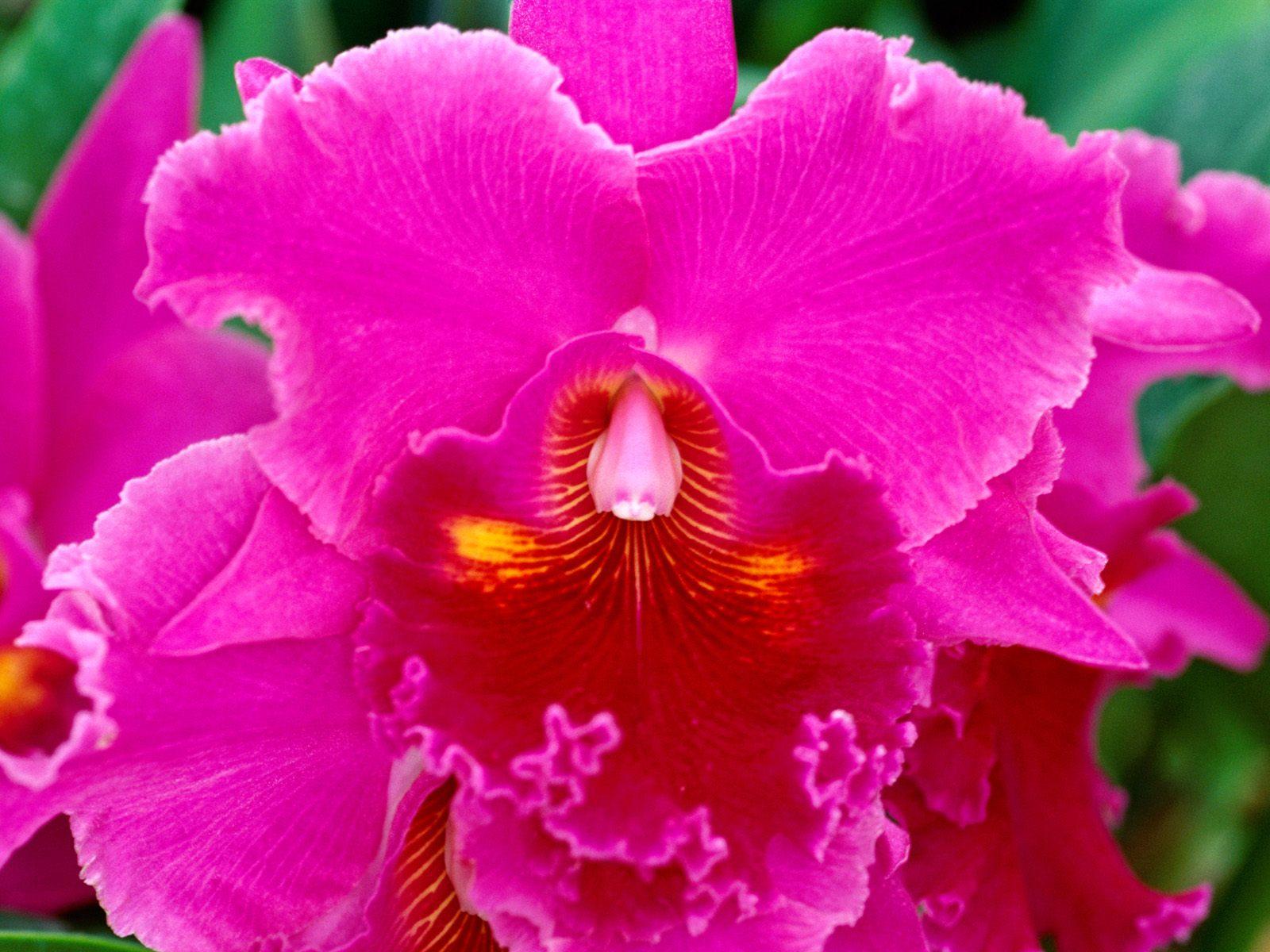 1600x1200 wallpaper bunga anggrek, flower, flowering plant, petal, plant, pink, magenta, violet, cattleya labiata, purple, moth orchid