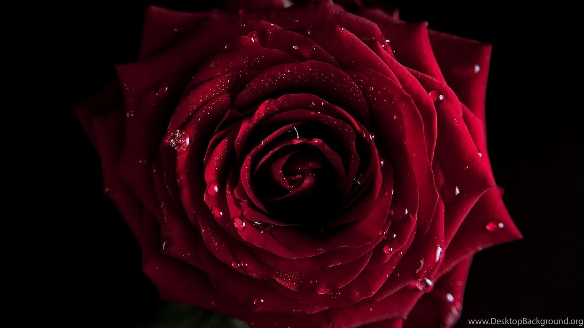 1920x1080 Dark Red Rose Wallpaper High Quality Uncalke.com Desktop Background