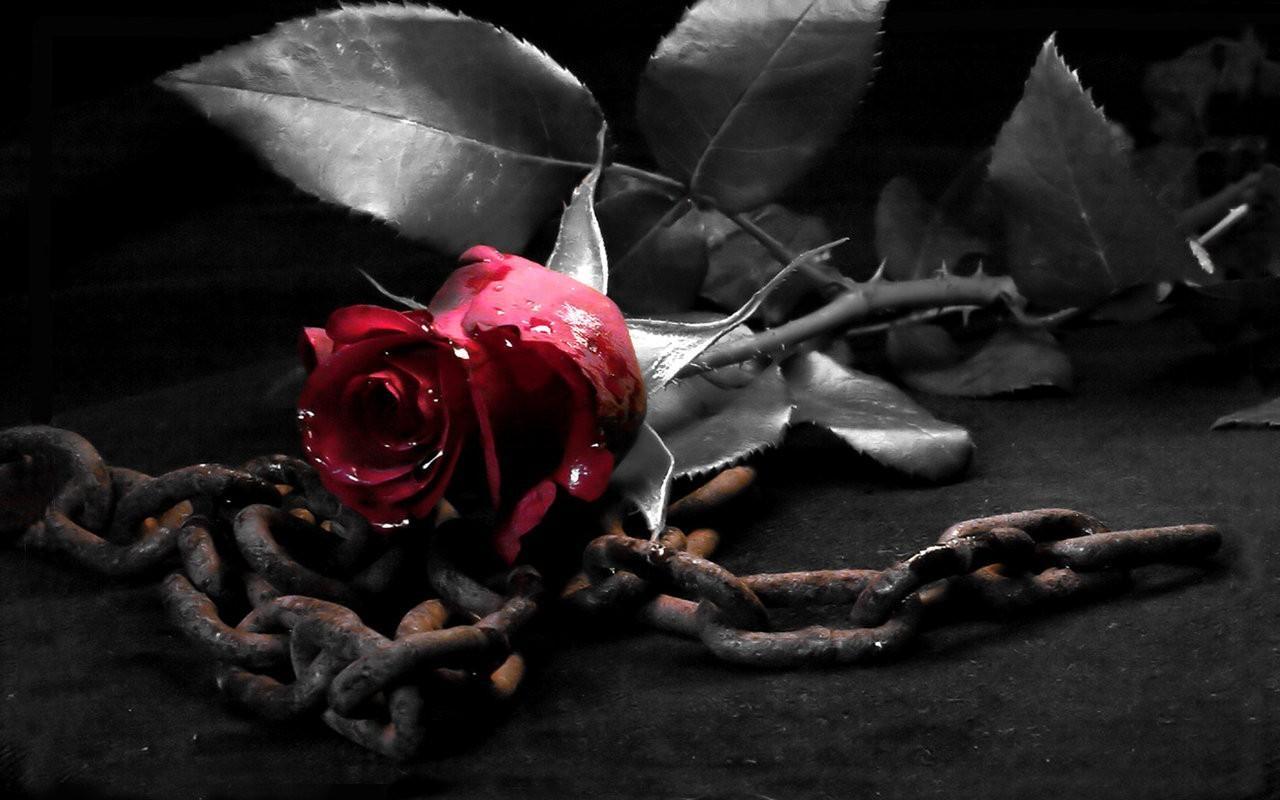 1280x800 Free download Dark Black White Red Rose Flower [1280x800] for your Desktop, Mobile & Tablet. Explore Dark Red Roses Wallpaper. Red and Black Rose Wallpaper, Red Rose Wallpaper for