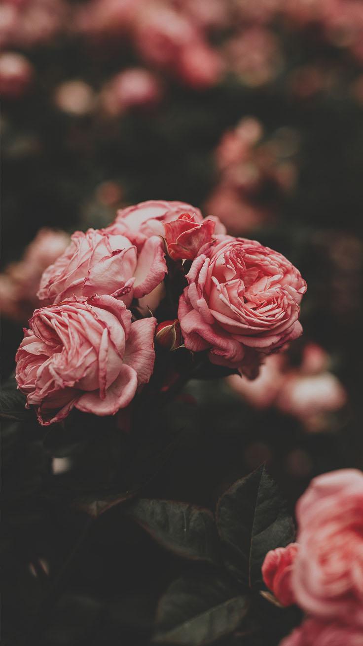 Pink Roses Phone Wallpapers - Top Free Pink Roses Phone Backgrounds ...