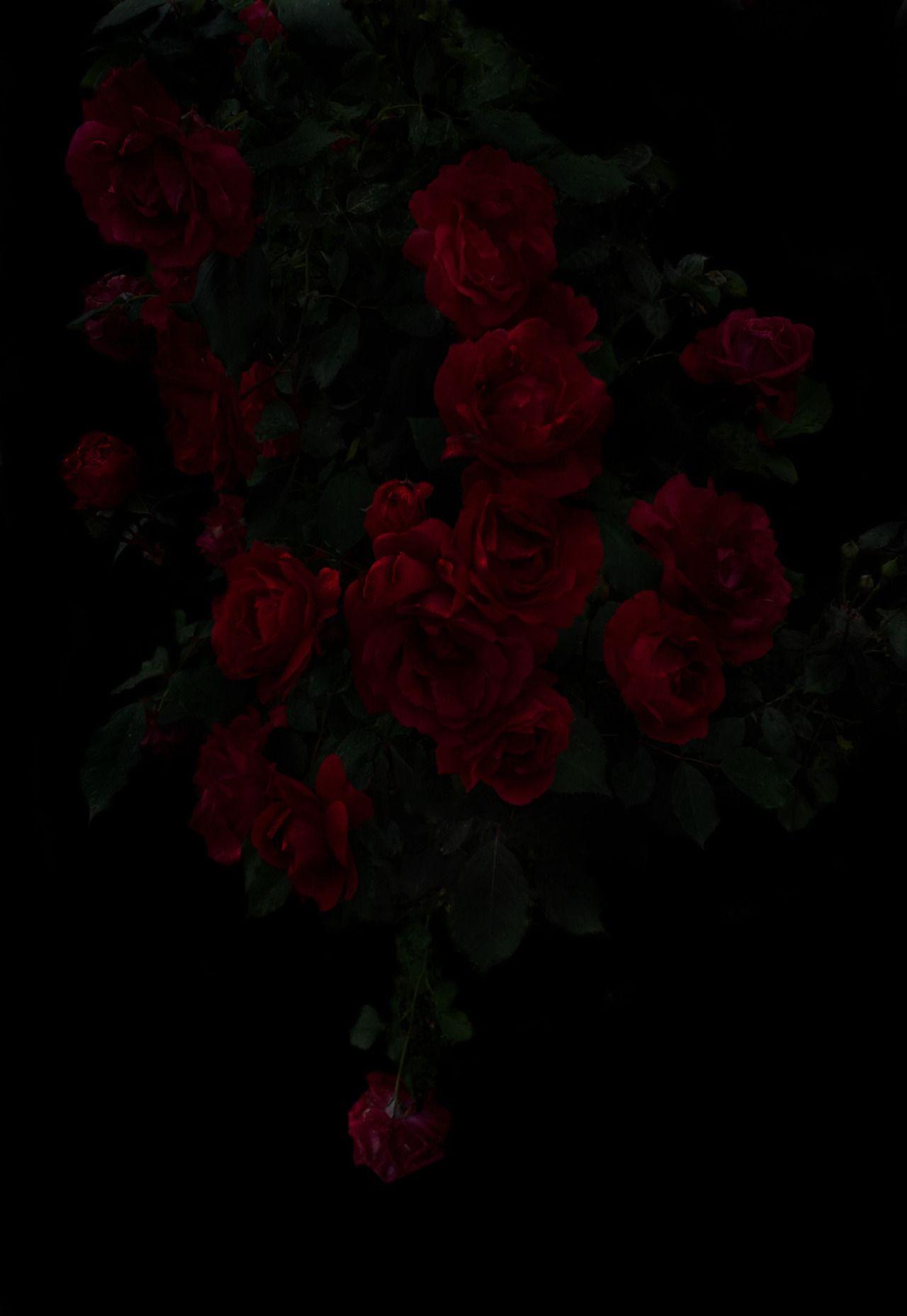 Dark Red Rose Wallpapers Top Free Dark Red Rose Backgrounds