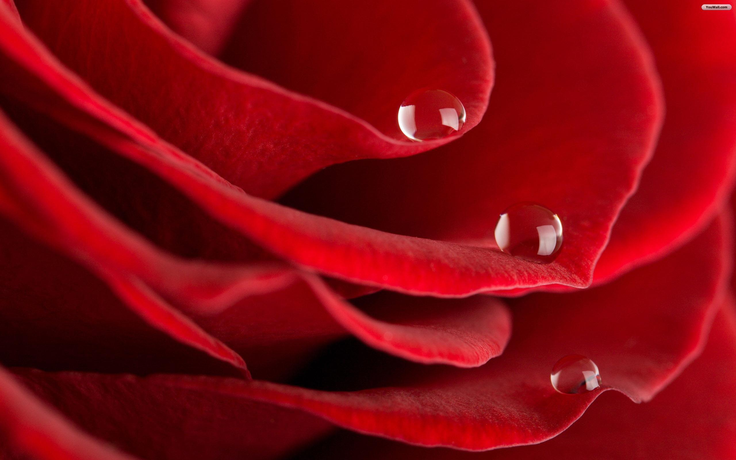 2560x1600 Free download Red Rose Clipart Picture Rose Wallpaper [2560x1600] for your Desktop, Mobile & Tablet. Explore Red Rose Wallpaper. Rose Wallpaper, Dark Red Roses Wallpaper, Red Rose Wallpaper for Walls
