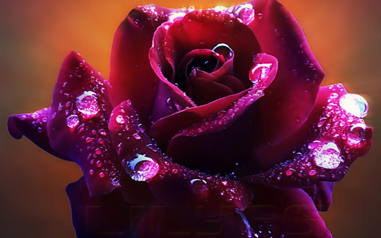 1280x800 Dark Red Rose Beautiful Rose Flower HD Wallpaper