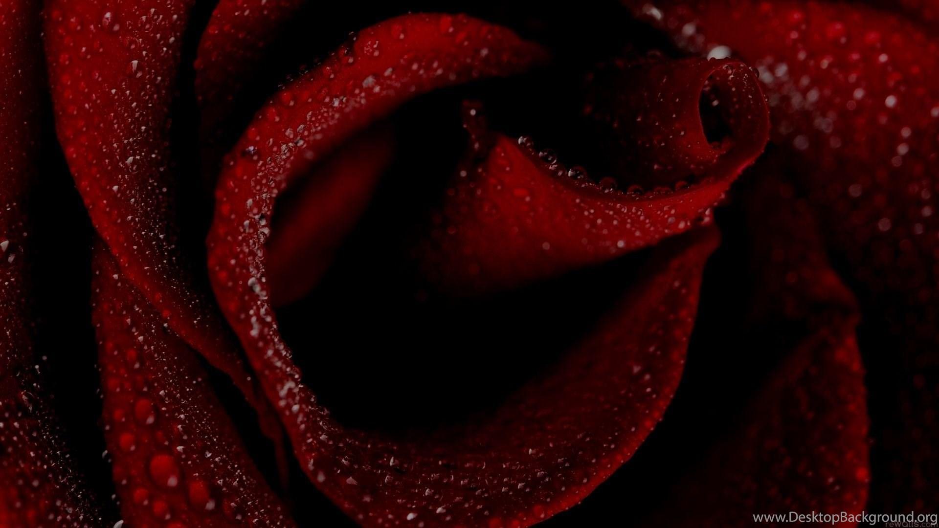 Dark Red Rose Wallpapers Top Free Dark Red Rose Backgrounds