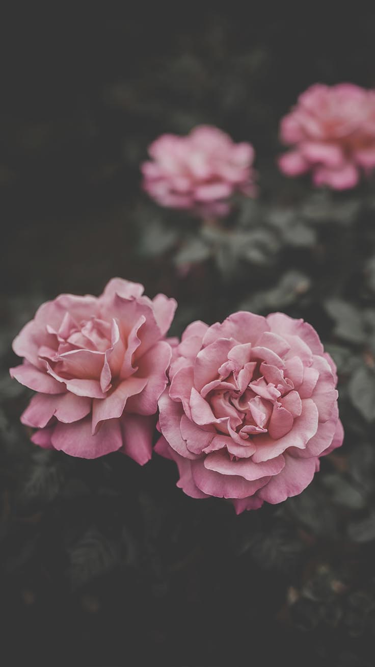 736x1308 Beautiful Roses Wallpaper Background For iPhone