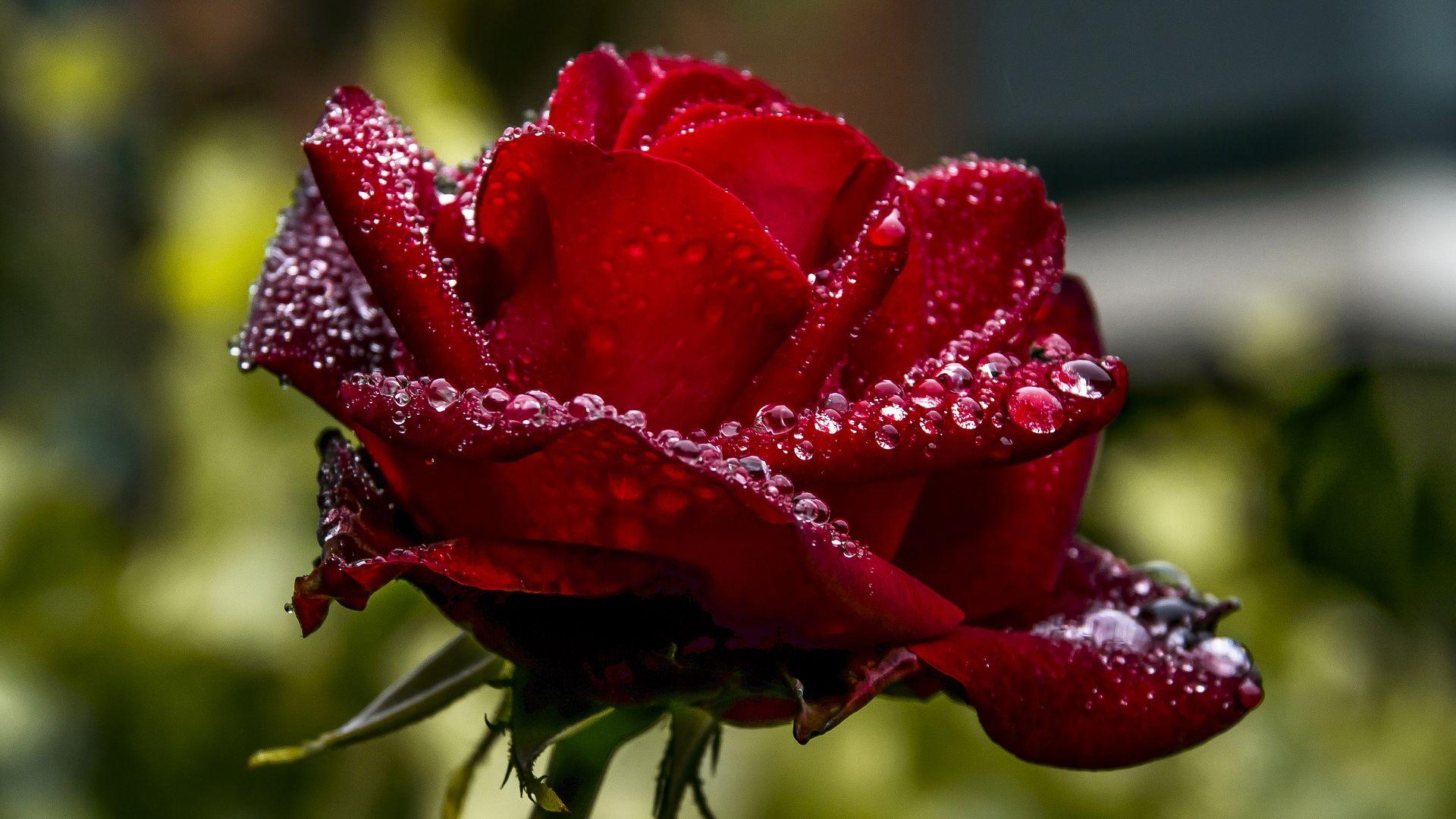 1920x1080 Wallpaper Red Rose