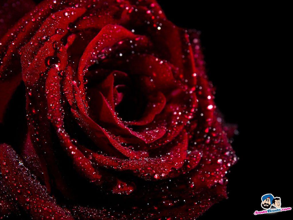 1024x768 Roses