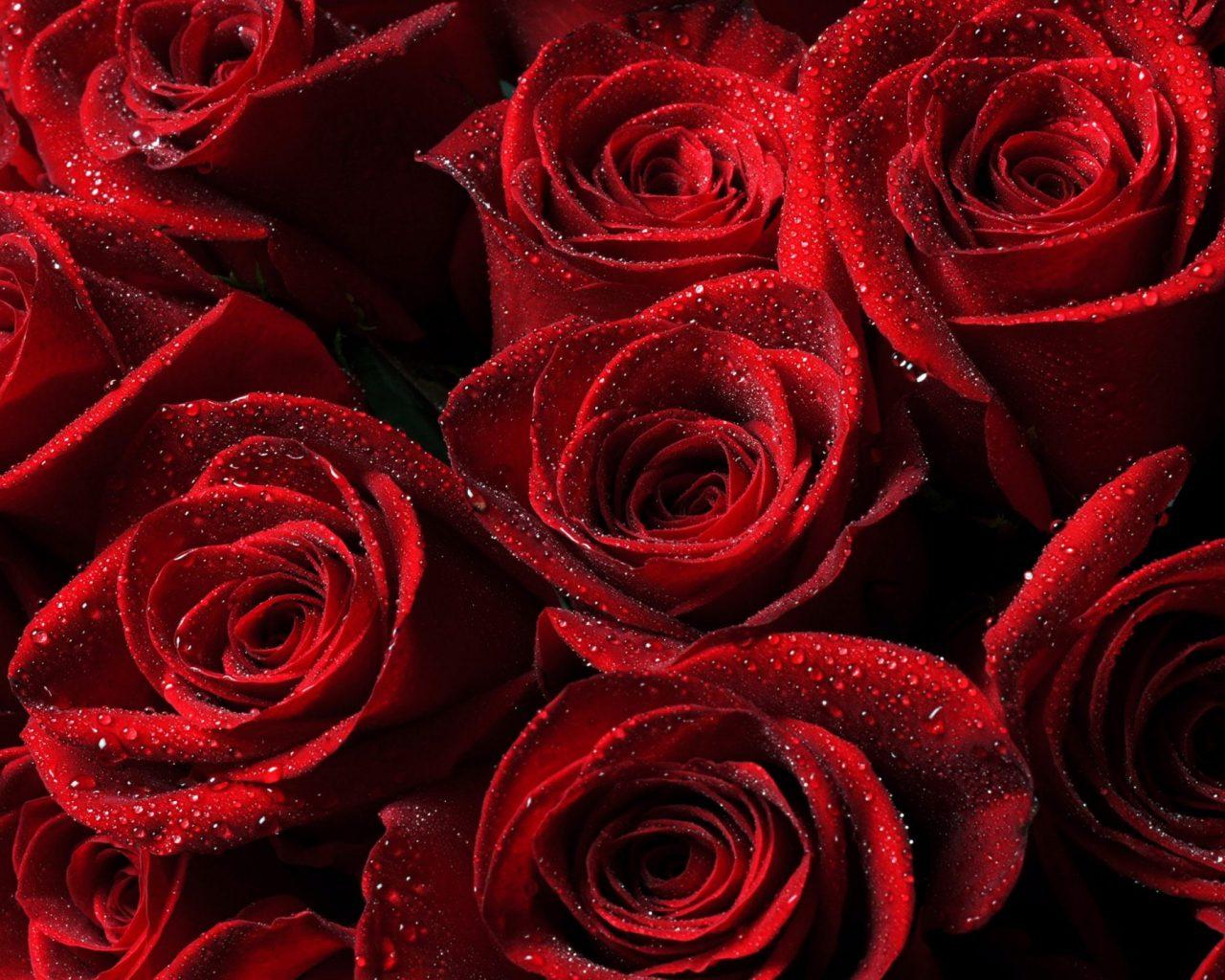 Dark Red Rose Wallpapers Top Free Dark Red Rose Backgrounds Wallpaperaccess 3875