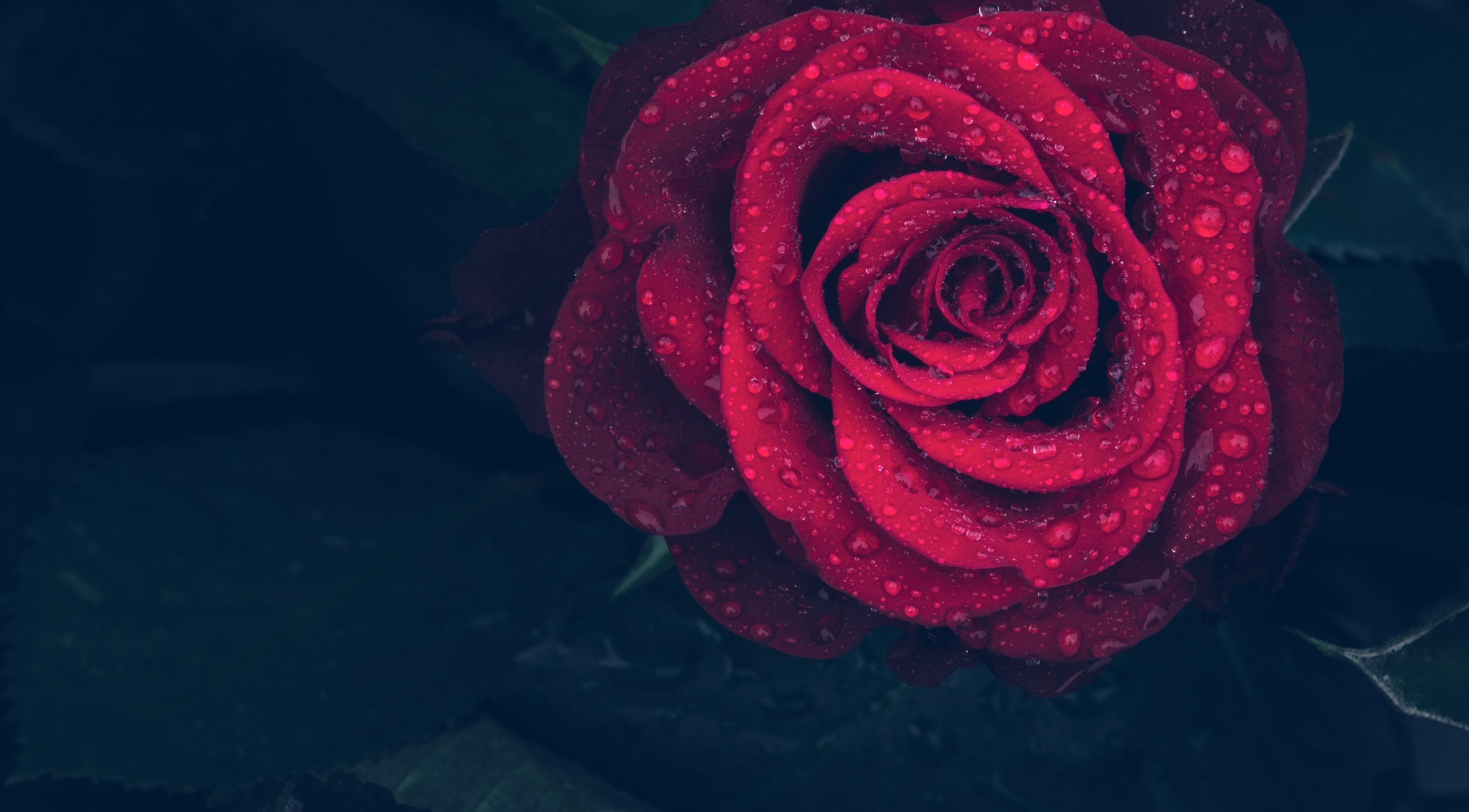3840x2123 Red Rose, Water Drop wallpaper