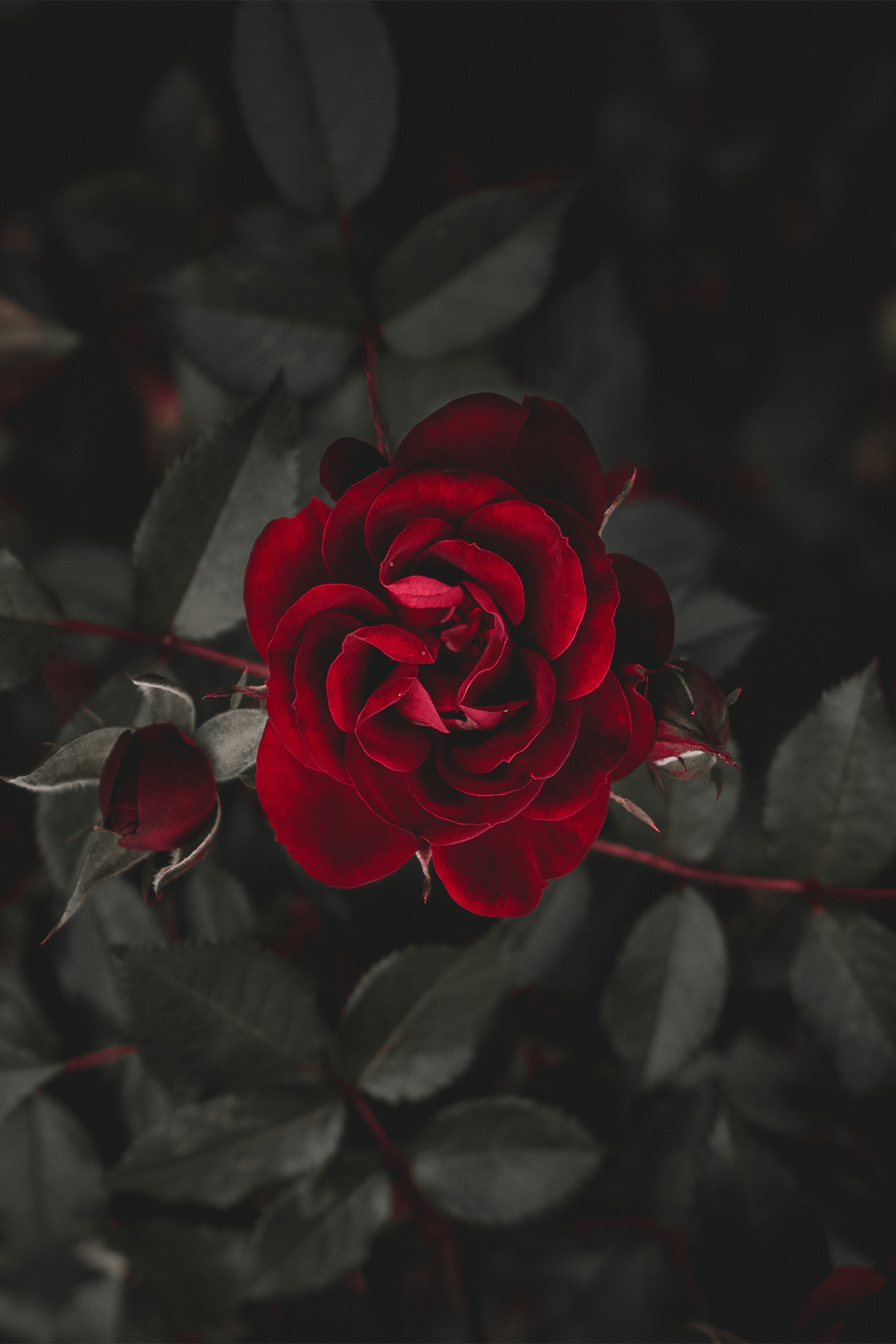 Dark Red Rose Wallpapers - Top Free Dark Red Rose Backgrounds ...