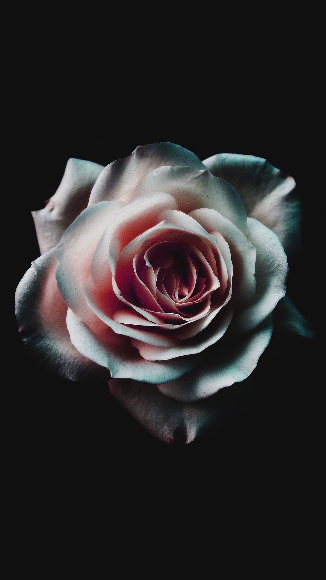 1080x1920 Flower White Dark Red Green Minimal Nature #iPhone #wallpaper. Beautiful flowers wallpaper, Rose wallpaper, Flower wallpaper
