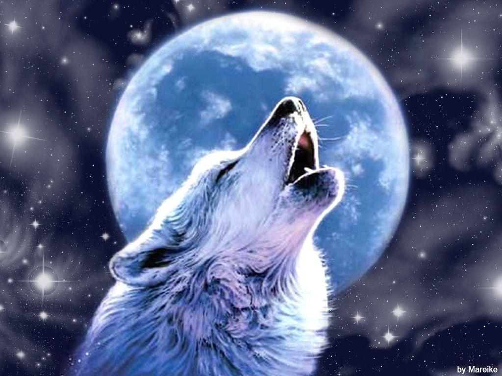 Blue Moon Wolf Wallpaper