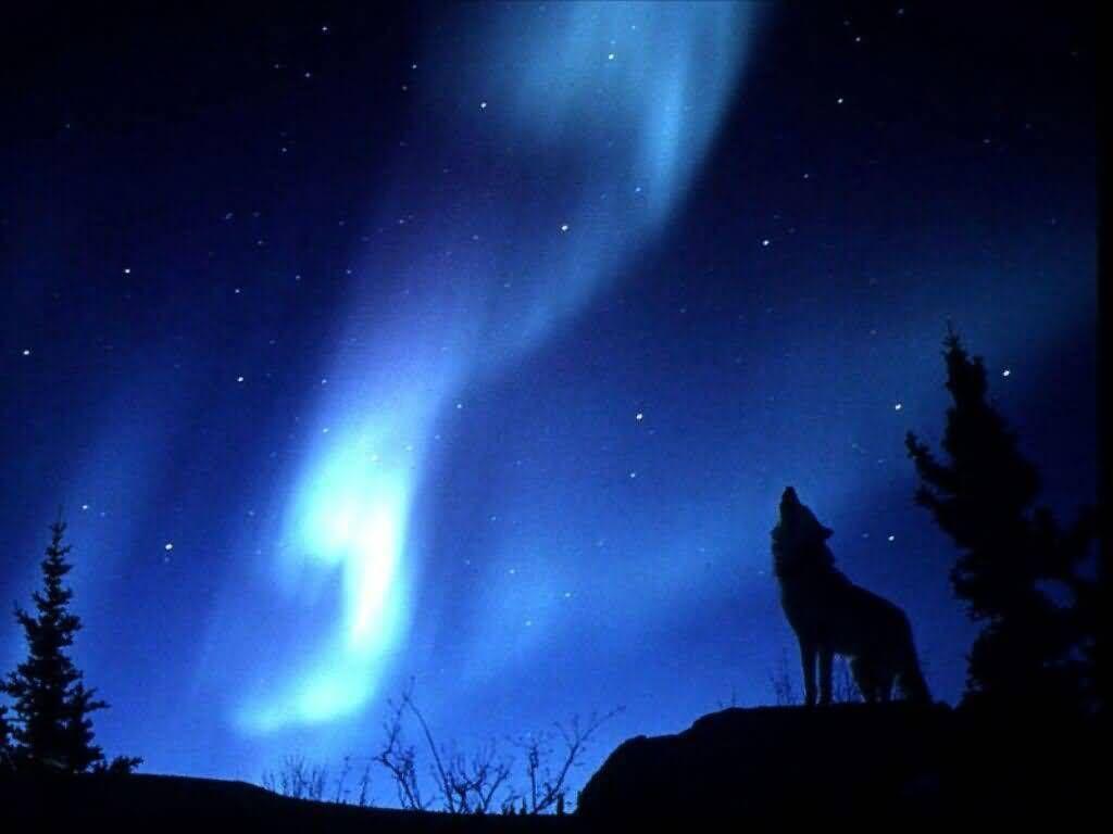 Blue Moon and Wolf Wallpapers - Top Free Blue Moon and Wolf Backgrounds ...