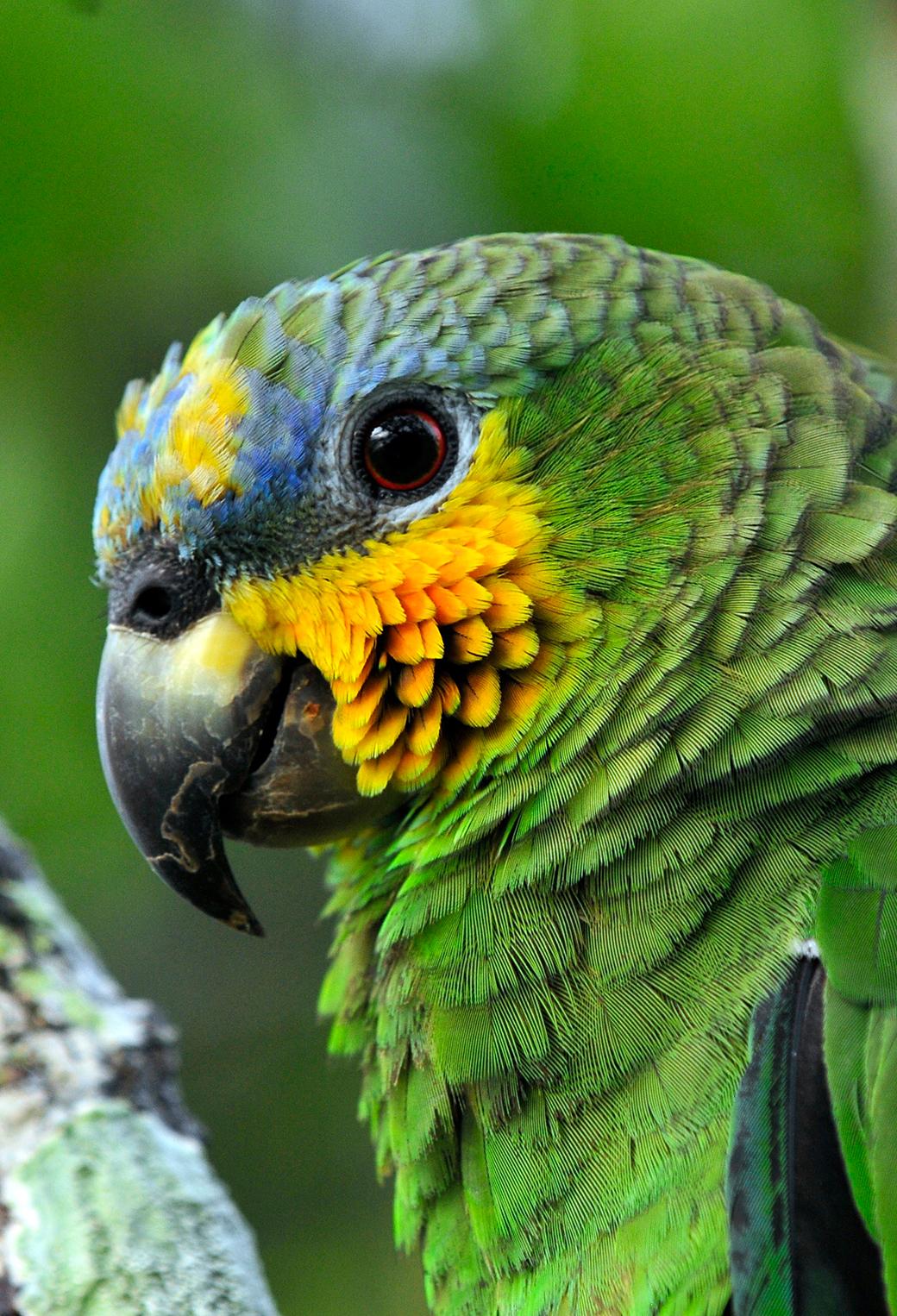 1040x1526 Parrot in the Amazon Brazil Wallpaper for iPhone Pro Max, X, 6