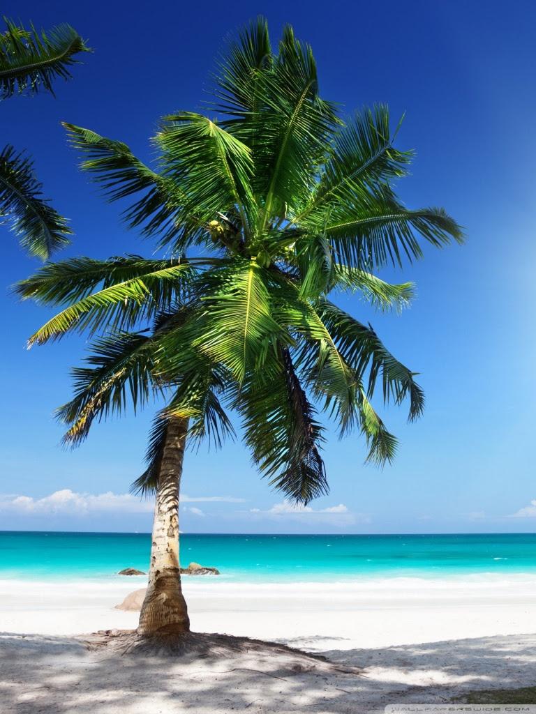 768x1024 Beach Wallpaper Phone 4k