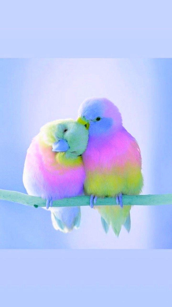 720x1280 Fond d'écran ❤. Cute animals, Cute baby animals, Colorful animals