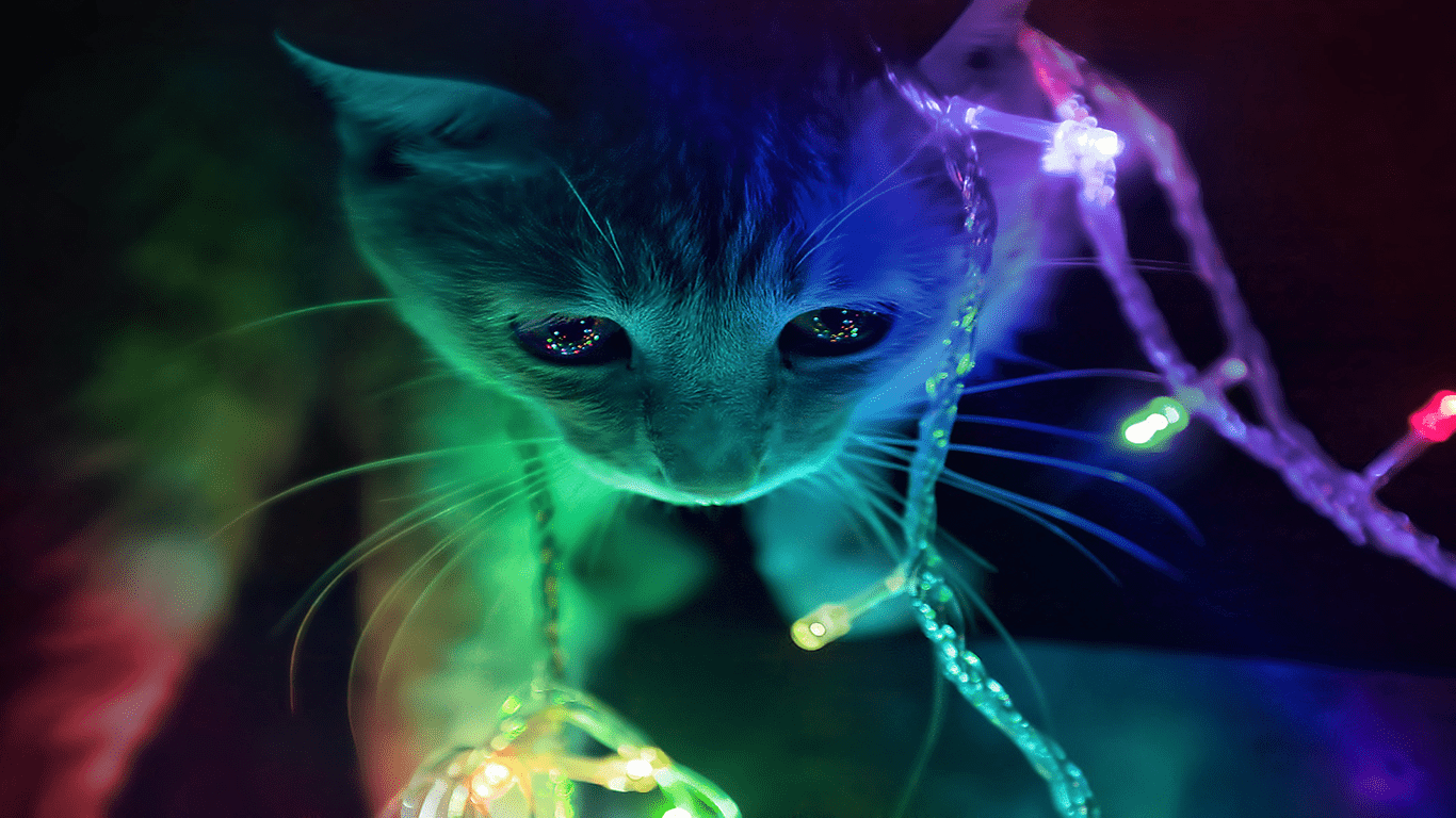 1366x768 Christmas Kitty Wallpaper and Background Imagex768