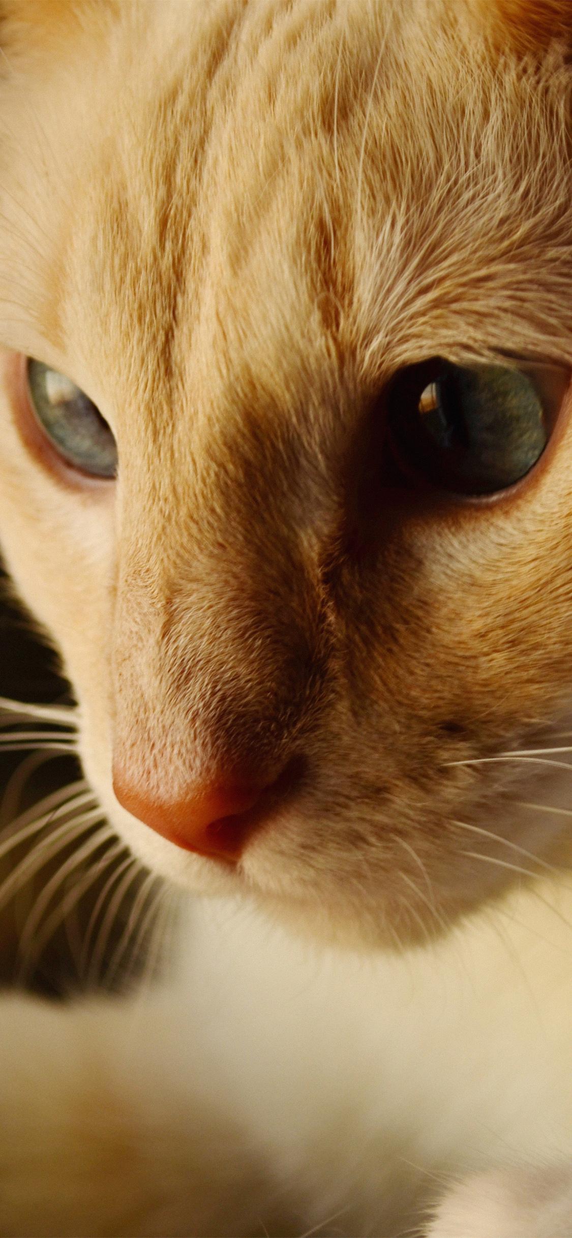 1125x2436 Cat Face Cute Orange Animal Wallpaper
