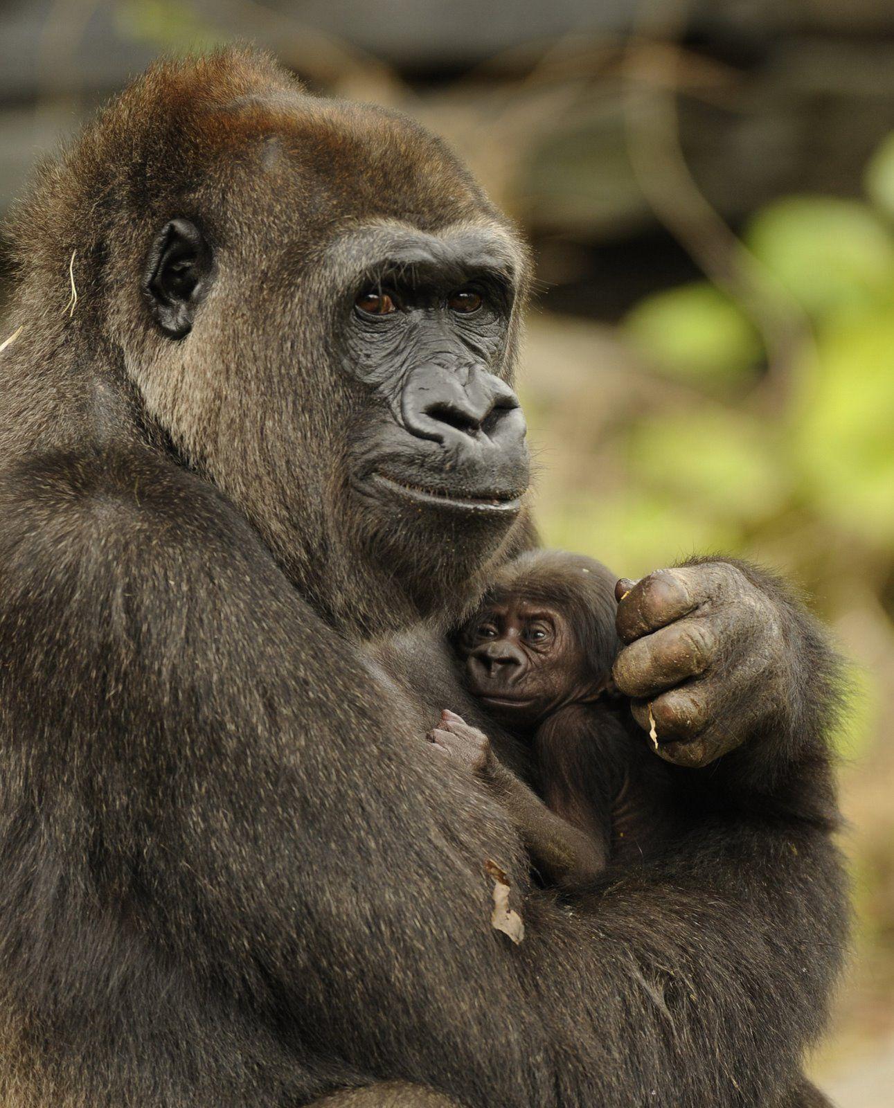 1291x1600 sweet. Mother and baby animals, Animals beautiful, Cute animals