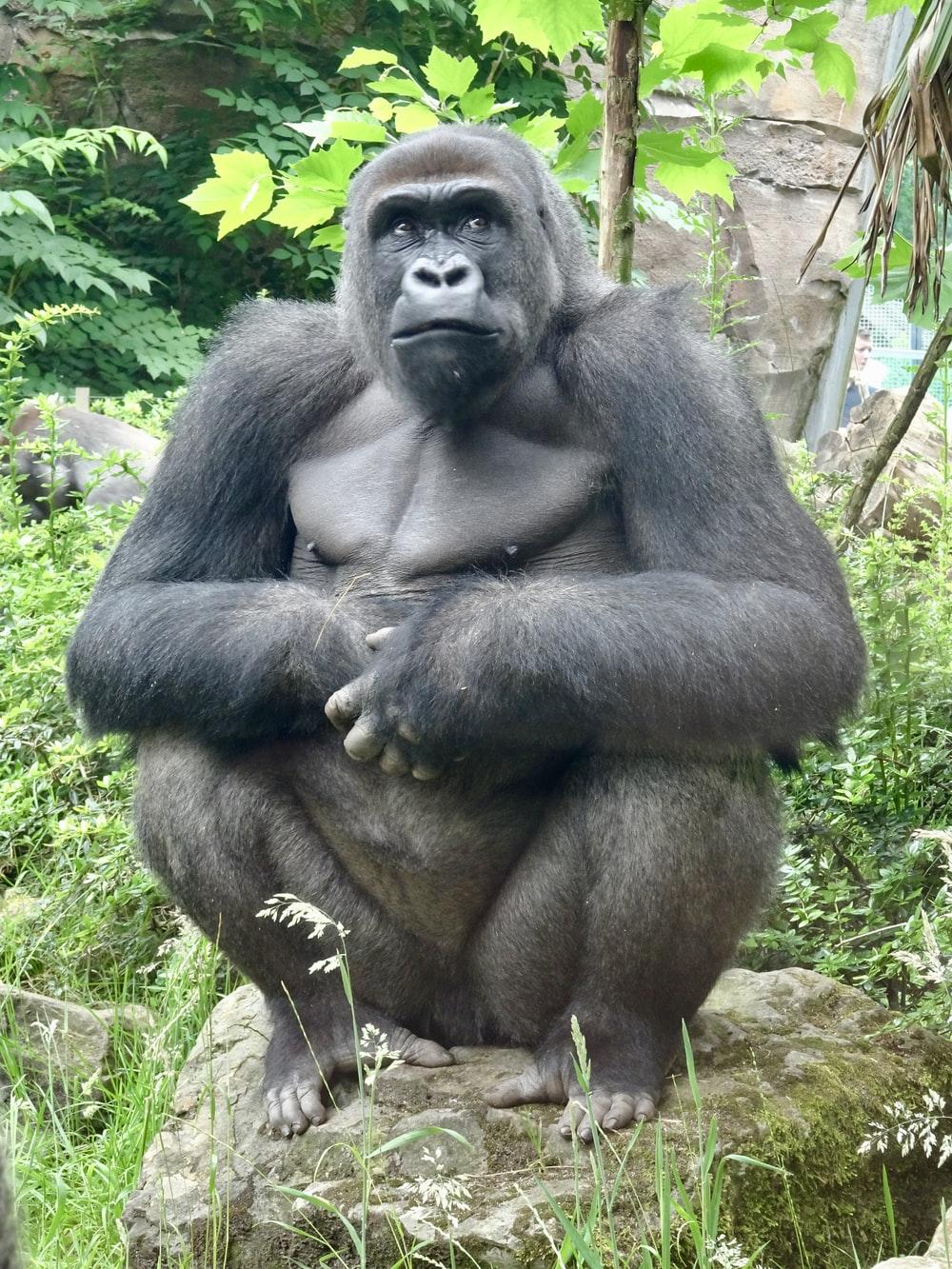 1000x1333 Gorilla Picture. Download Free Image