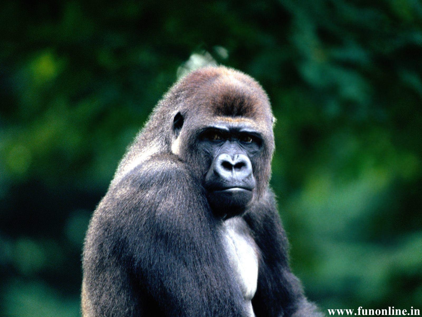1600x1200 Free download Gorilla Wallpaper Download Giant Gorillas HD Wallpaper [1600x1200] for your Desktop, Mobile & Tablet. Explore Gorilla Wallpaper Background. Gorilla Wallpaper, HD Gorilla Wallpaper