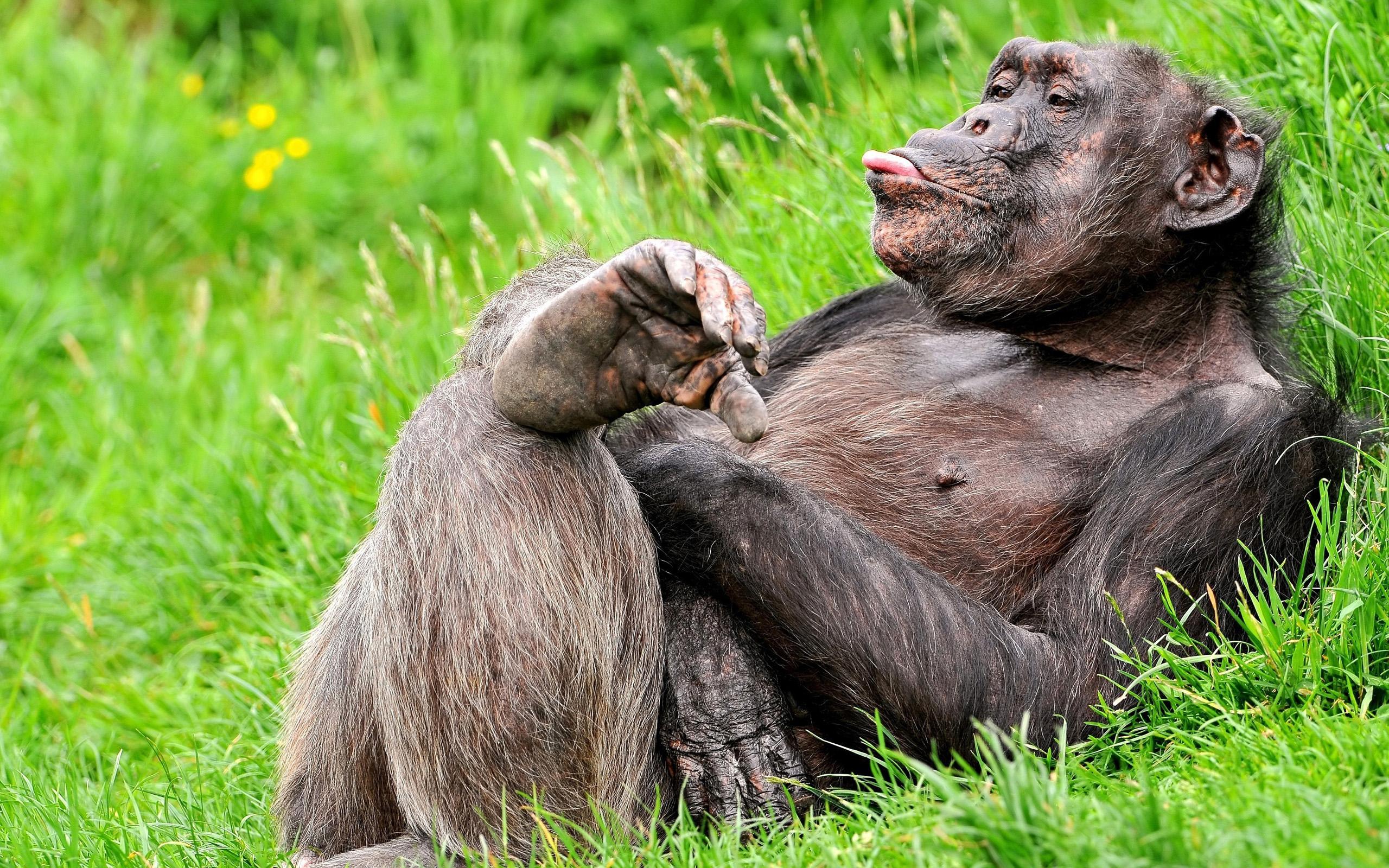 2560x1600 Gorilla HD Wallpaper