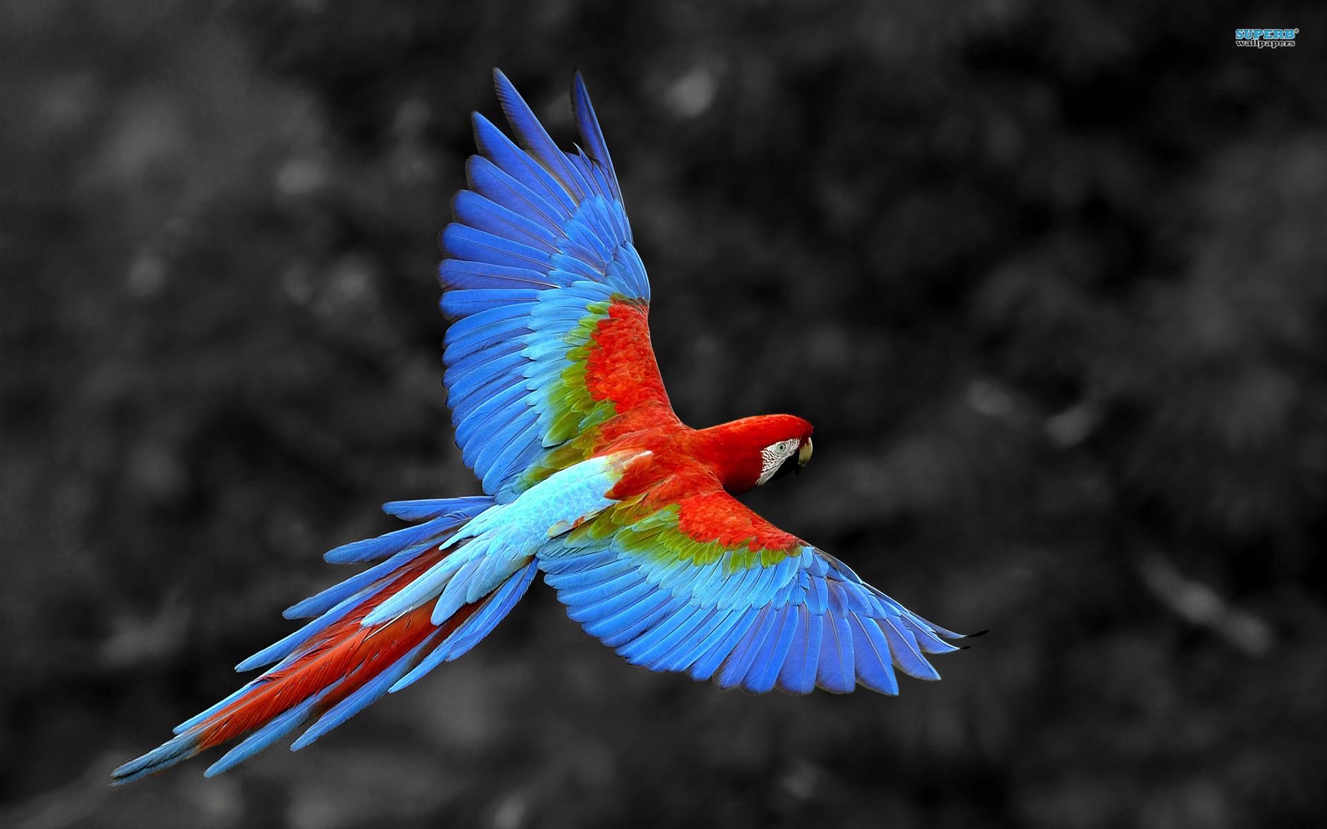 1920x1200 Animals