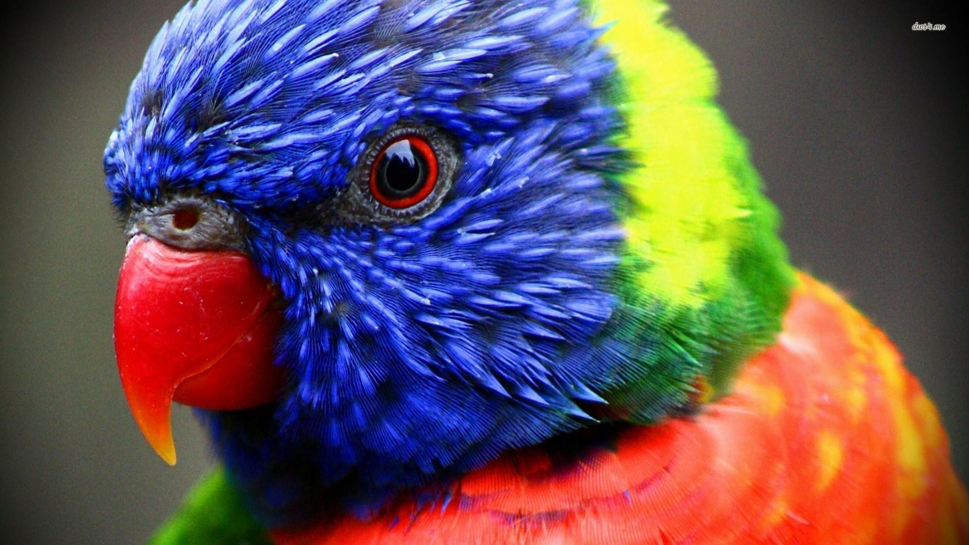 1920x1080 Rainbow Lorikeet wallpaperx1080