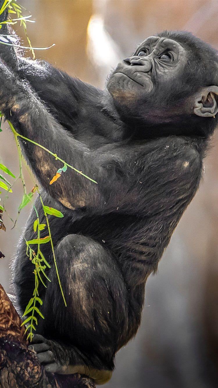 750x1334 Gorilla Wallpaper for Android