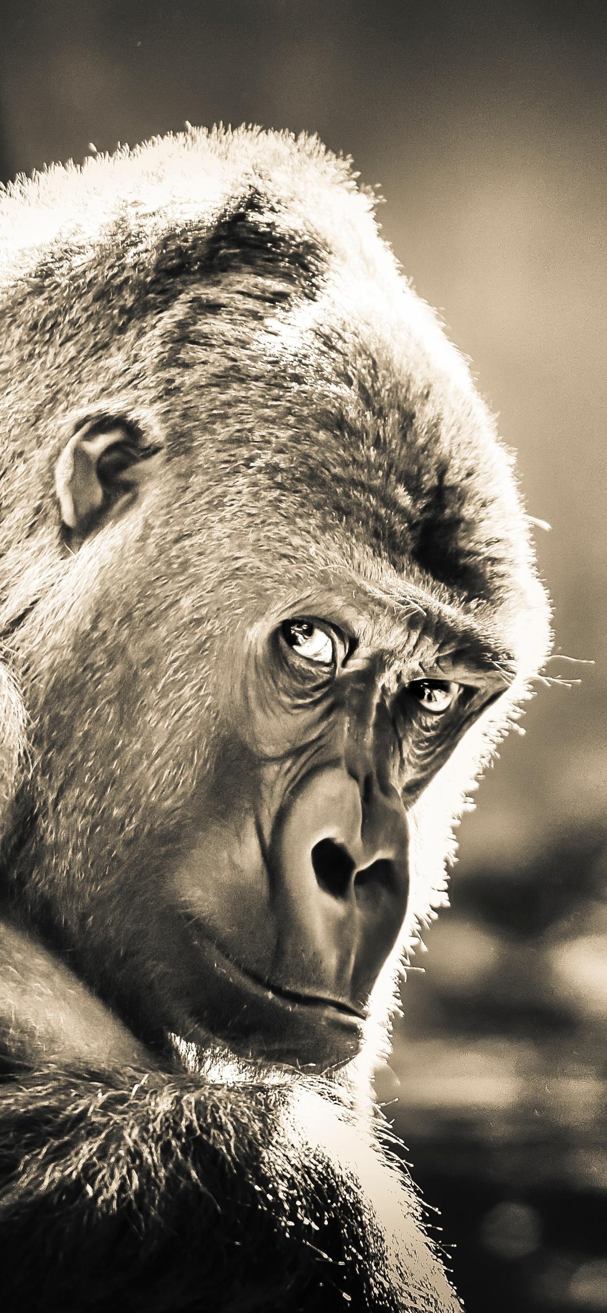 1242x2688 Gorilla iPhone XS MAX HD 4k Wallpaper, Image, Background, Photo and Picture