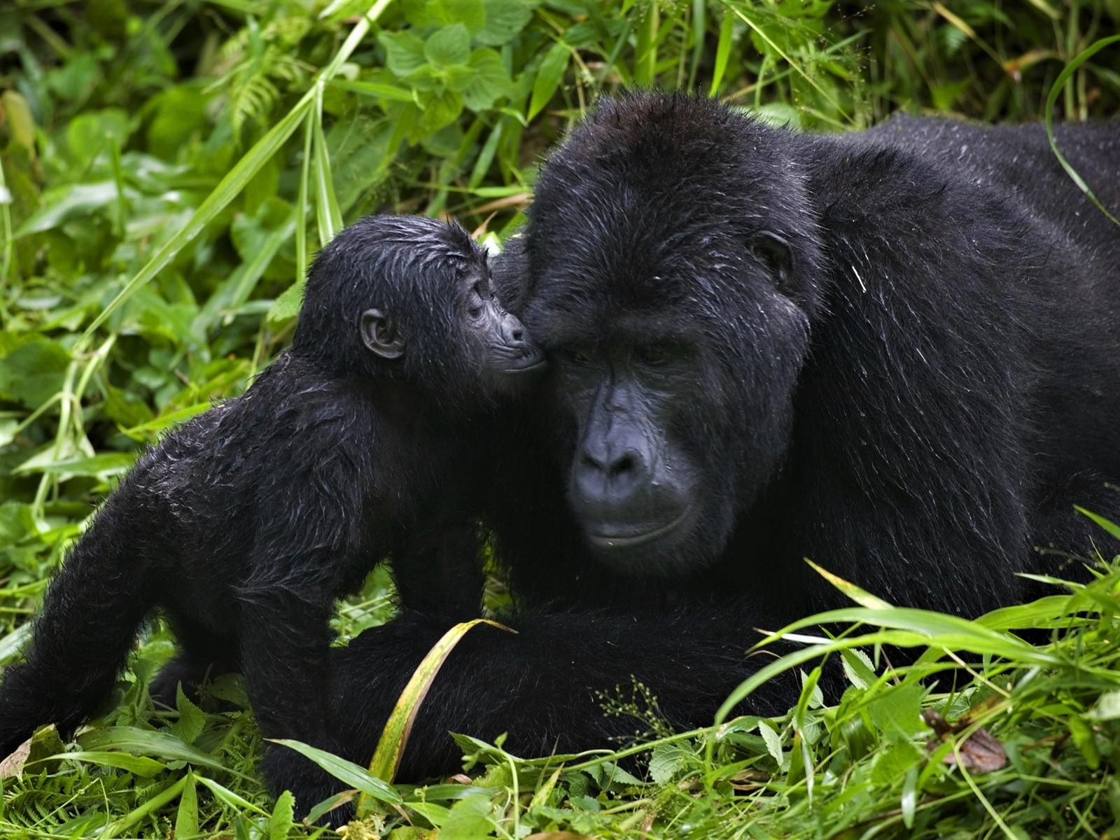 1600x1200 Animal Ape Baby Animal Cute Gorilla Love wallpaperx1200