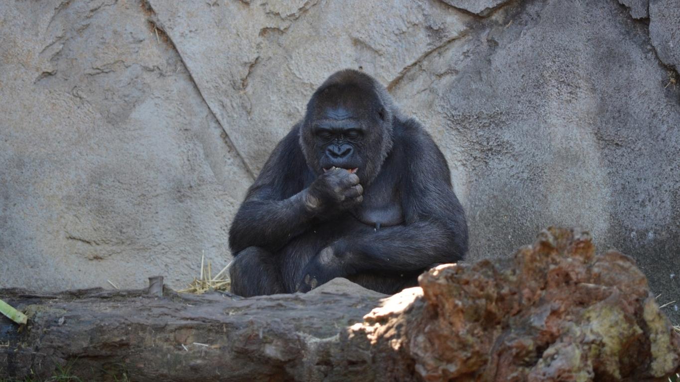 1365x768 Gorilla Wallpaper Gorilla Background