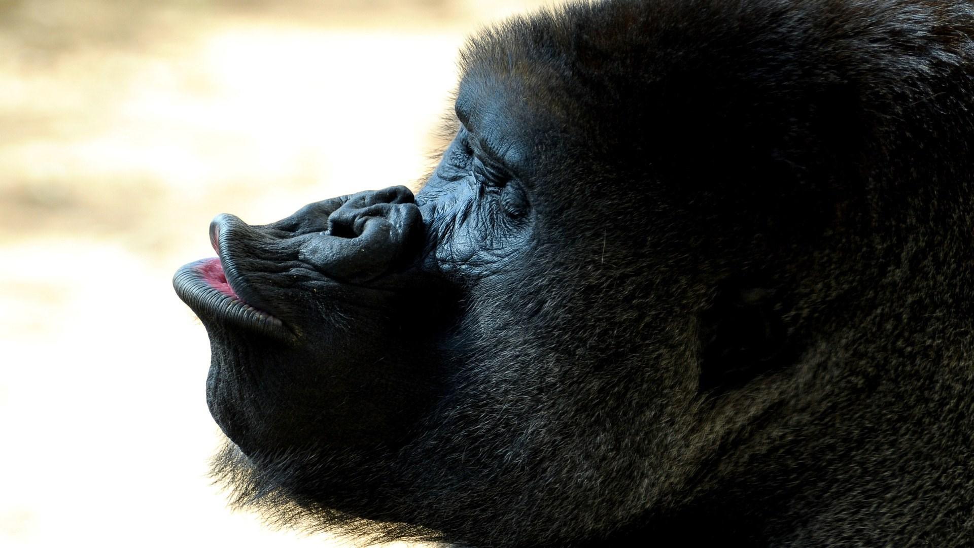 1920x1080 1920x1080 gorilla desktop JPG 357 kB. Mocah HD Wallpaper