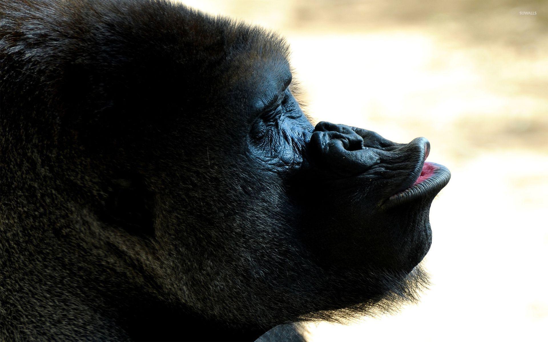 1920x1200 Gorilla [2] wallpaper wallpaper