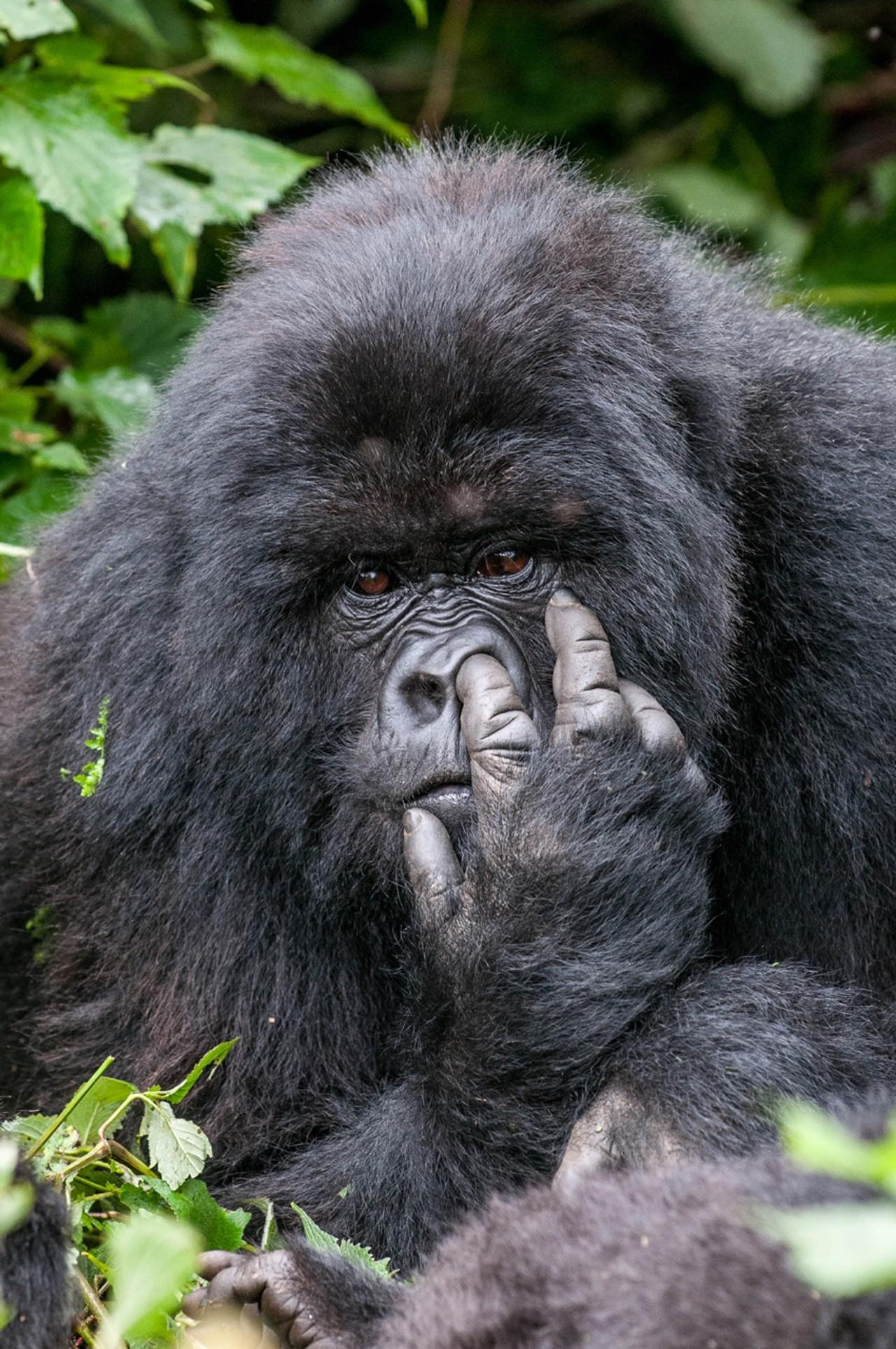1280x1928 #gorillas wallpaper. Mocah HD Wallpaper