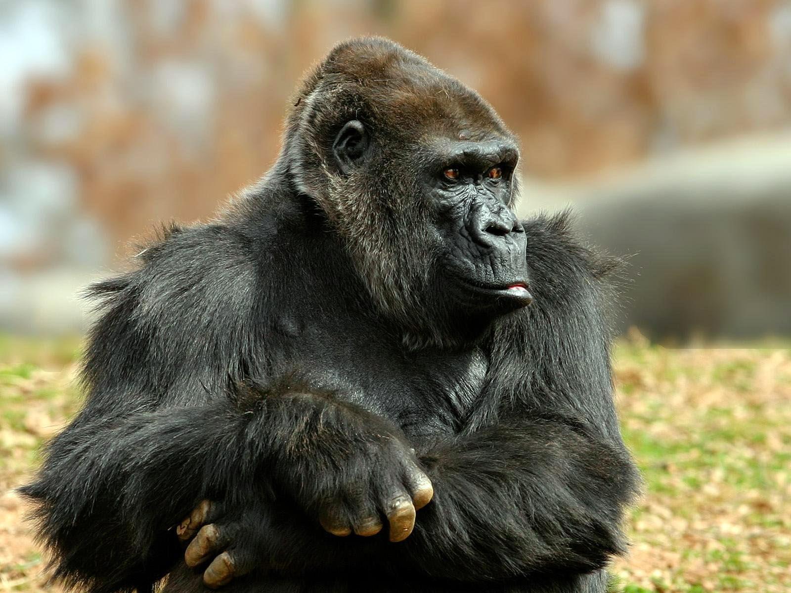1600x1200 Free download Gorilla HD Wallpaper HD Wallpaper [1600x1200] for your Desktop, Mobile & Tablet. Explore Gorilla Wallpaper. Gorilla Wallpaper Background, Gorilla Wallpaper, HD Gorilla Wallpaper