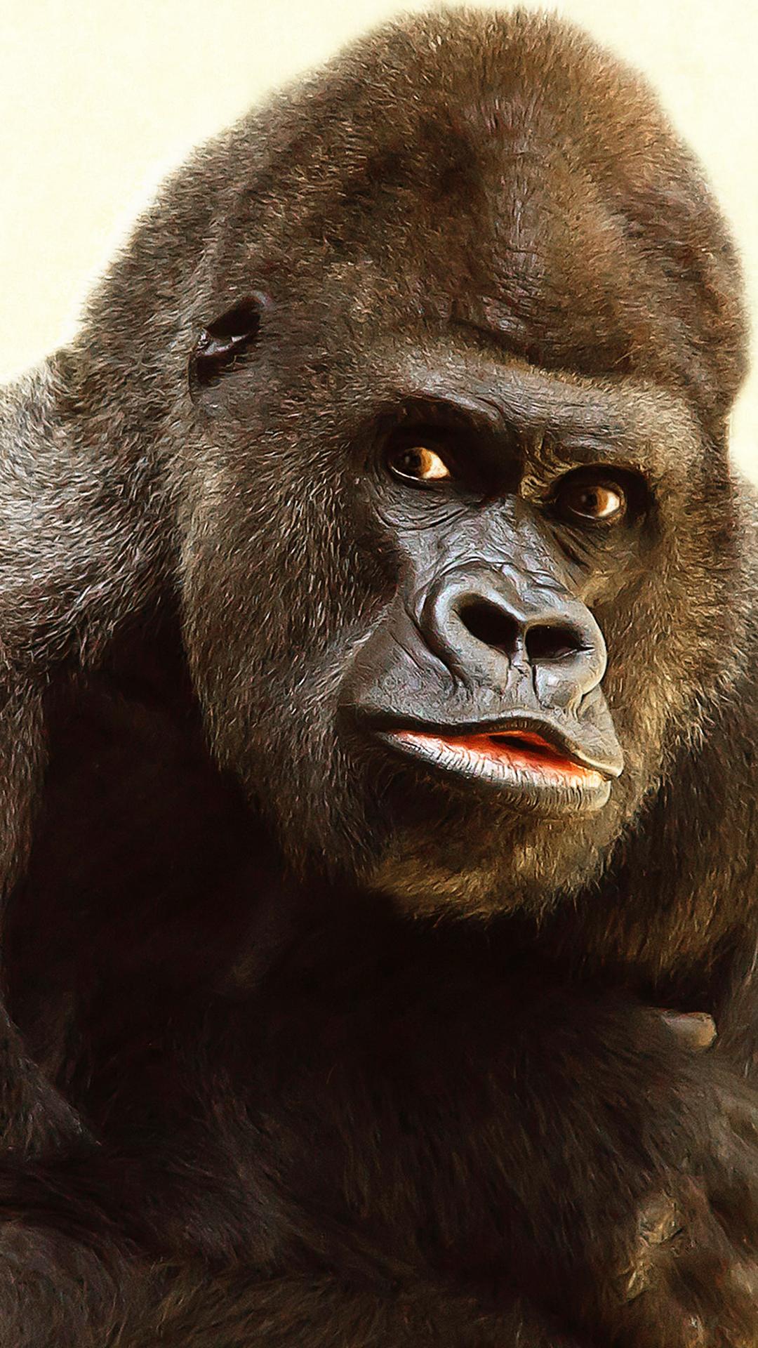 1080x1920 Gorilla Wallpaper HD HD Wallpaper