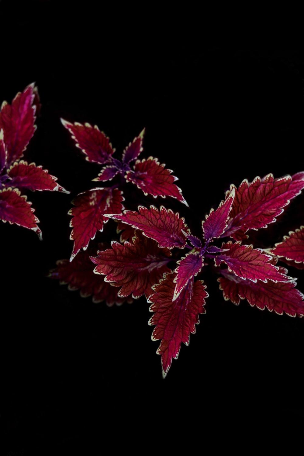 1000x1500 Vibrant Blackouts (OLED) best free black, dark, flower and light photo