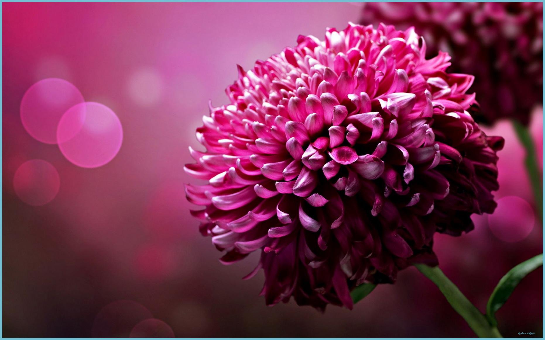 1862x1164 Big Flowers Wallpaper Free Big Flowers Background Flower Wallpaper