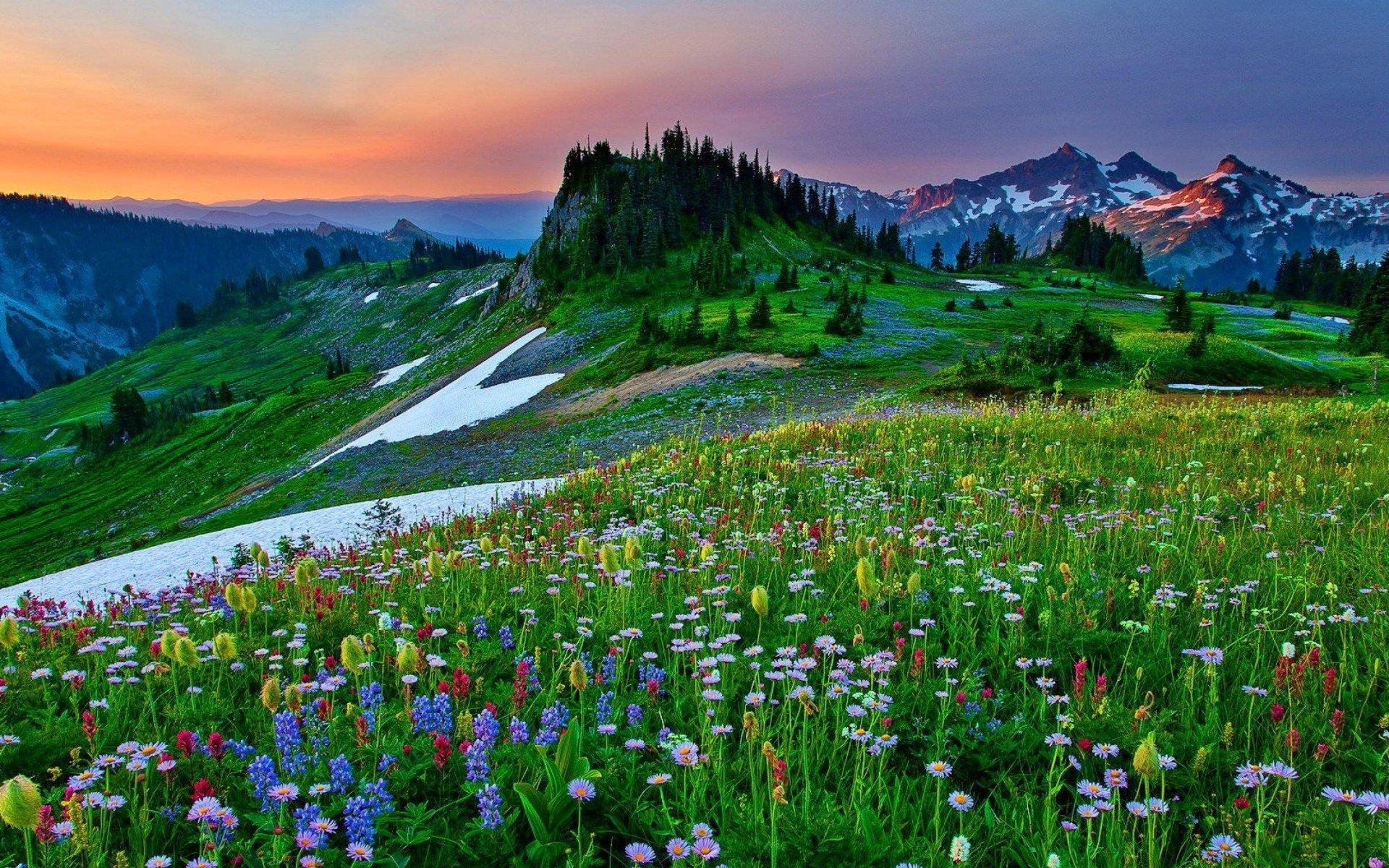 1920x1200 Mountain Flowers in the Spring HD Wallpaper